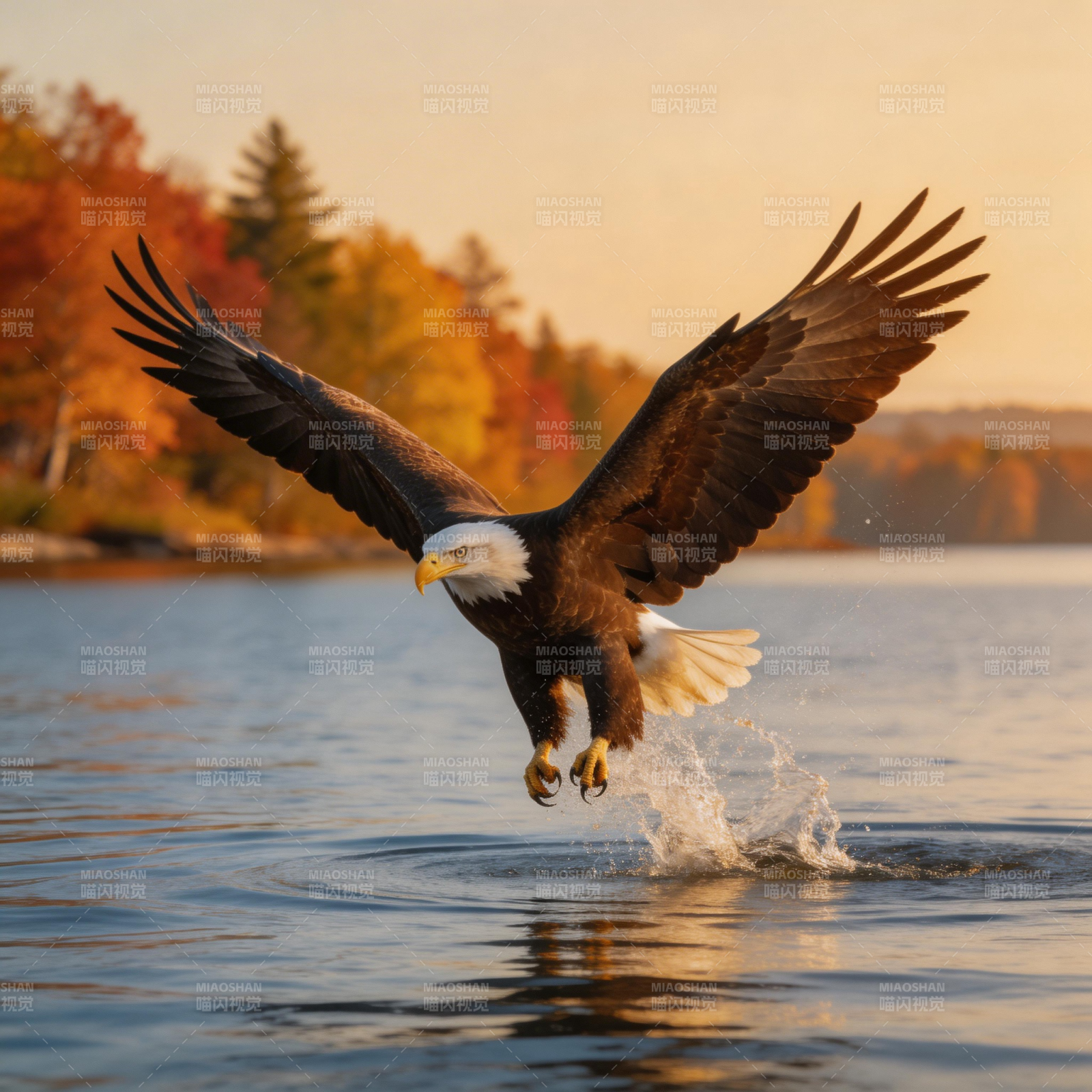 雄鹰掠水捕猎图片