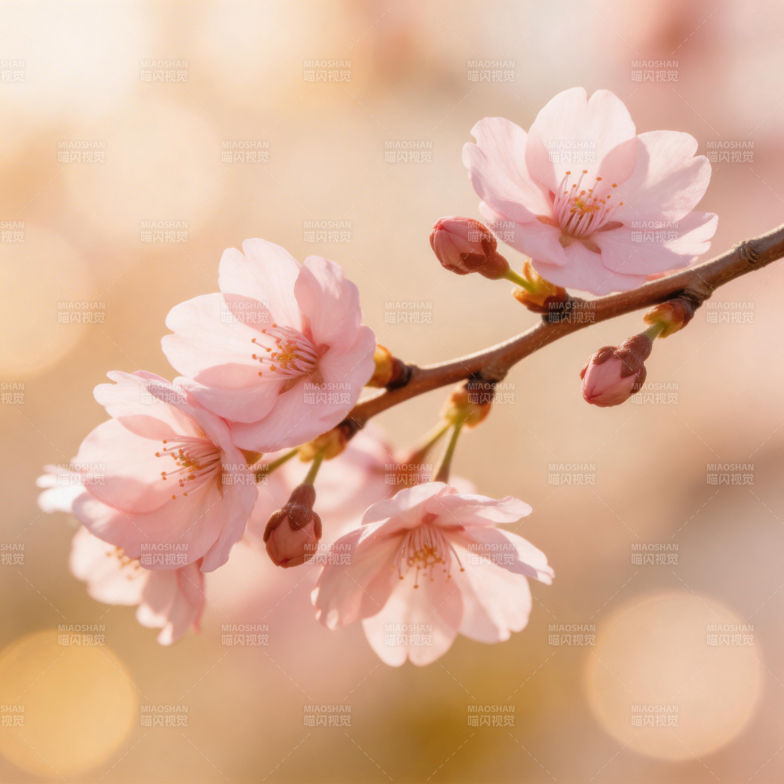 樱花绽放春意浓图片