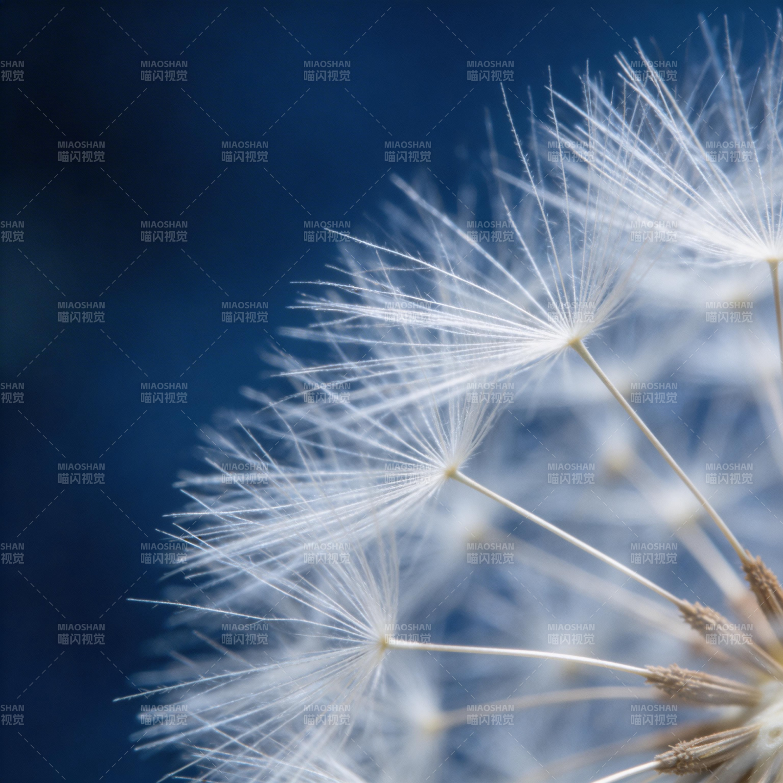 蒲公英的轻盈飞翔图片