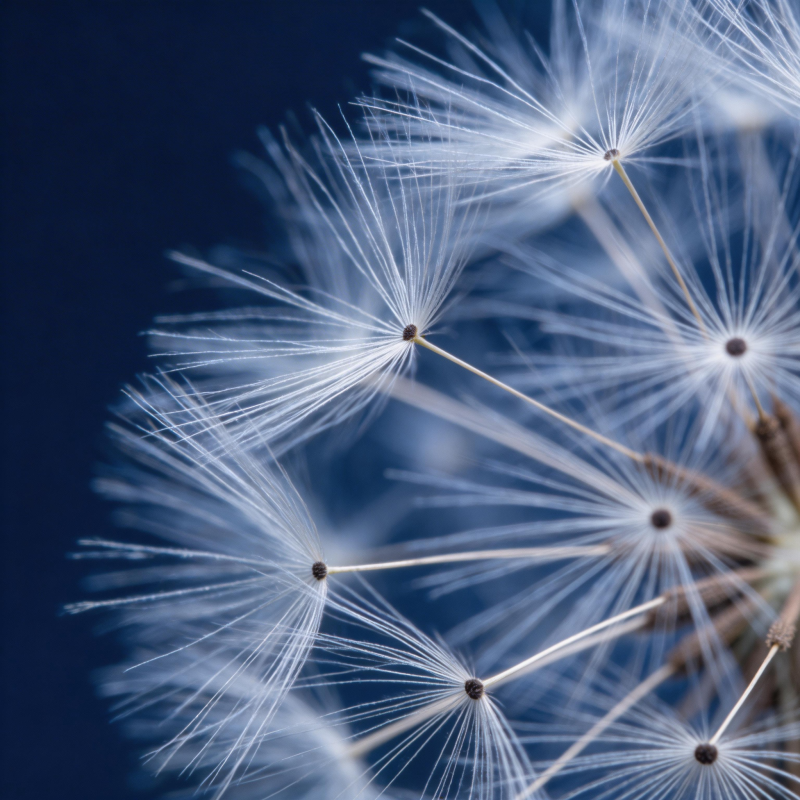 蒲公英的种子飘飞图片