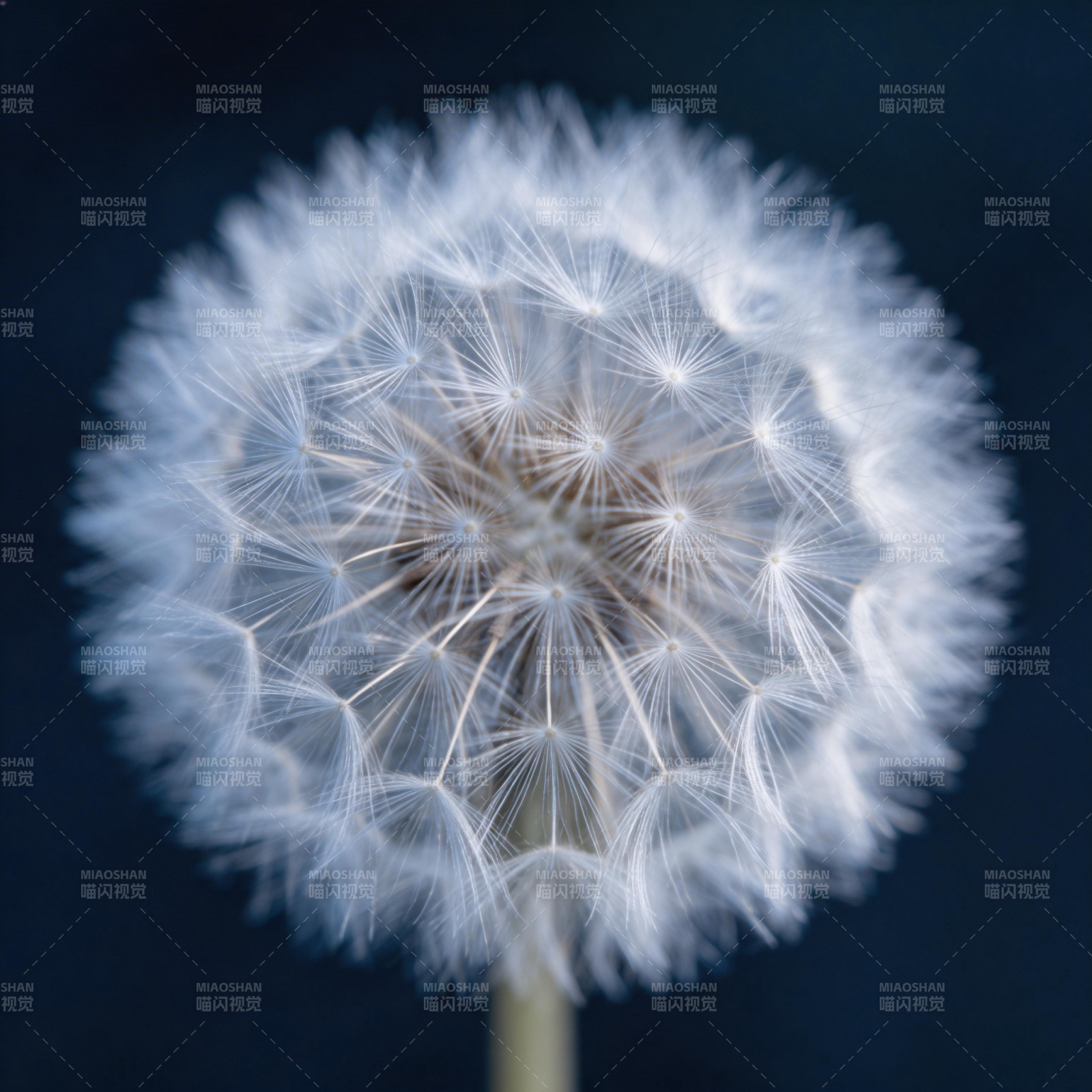 蒲公英的绒球图片