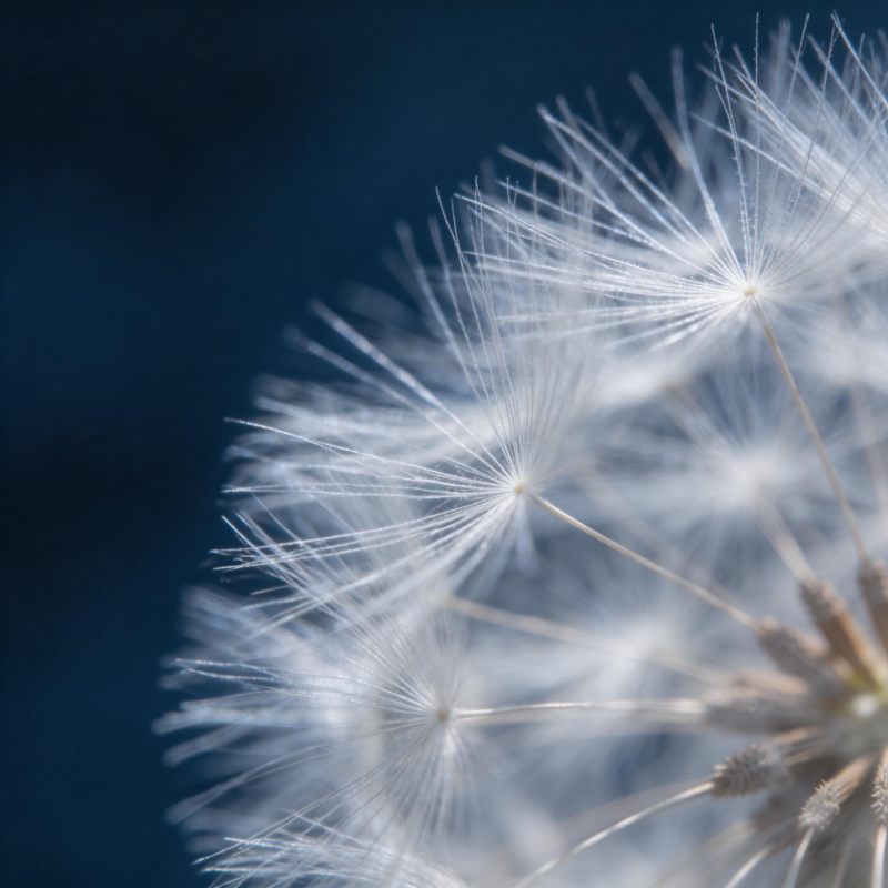 蒲公英的轻盈飞翔图片
