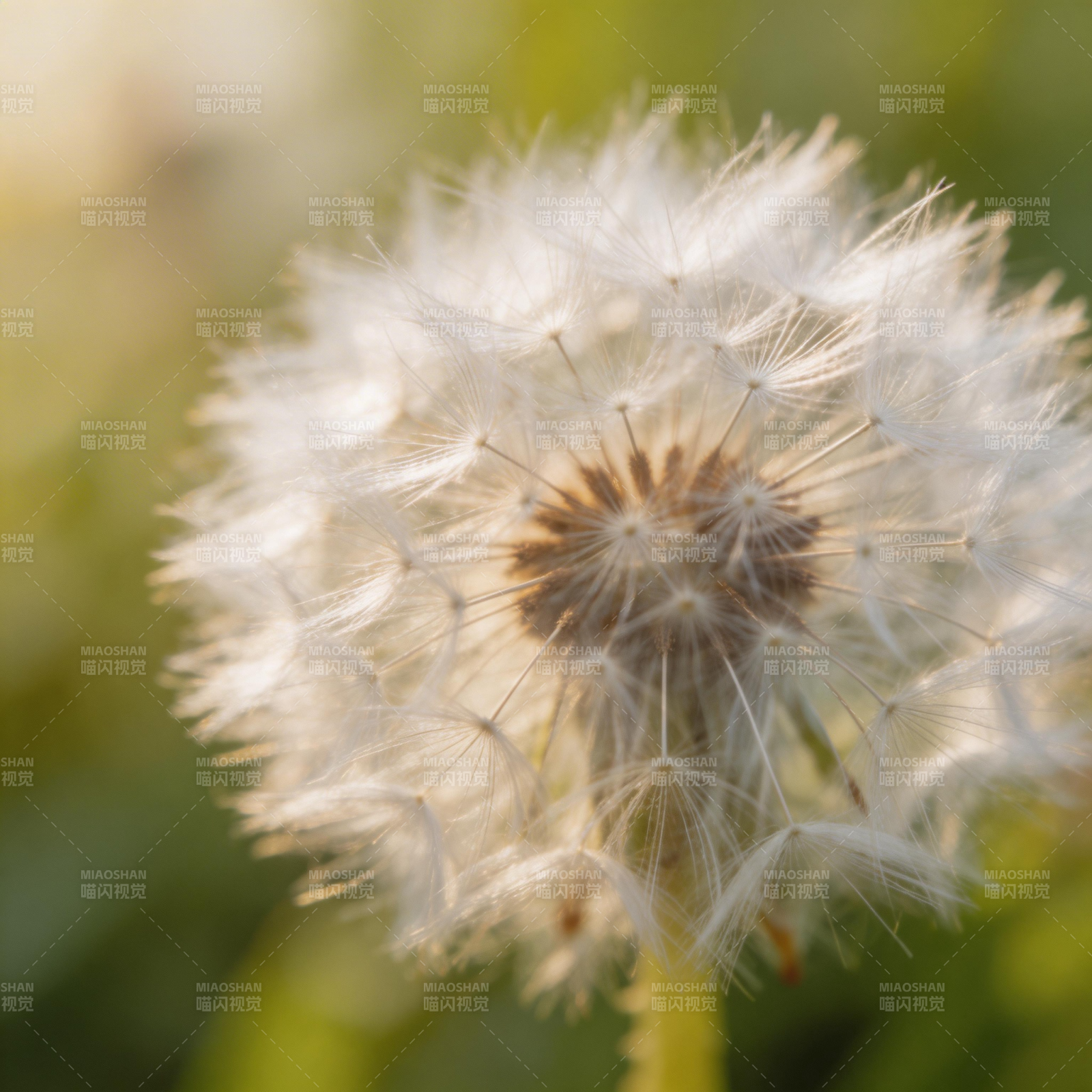 蒲公英的种子头图片