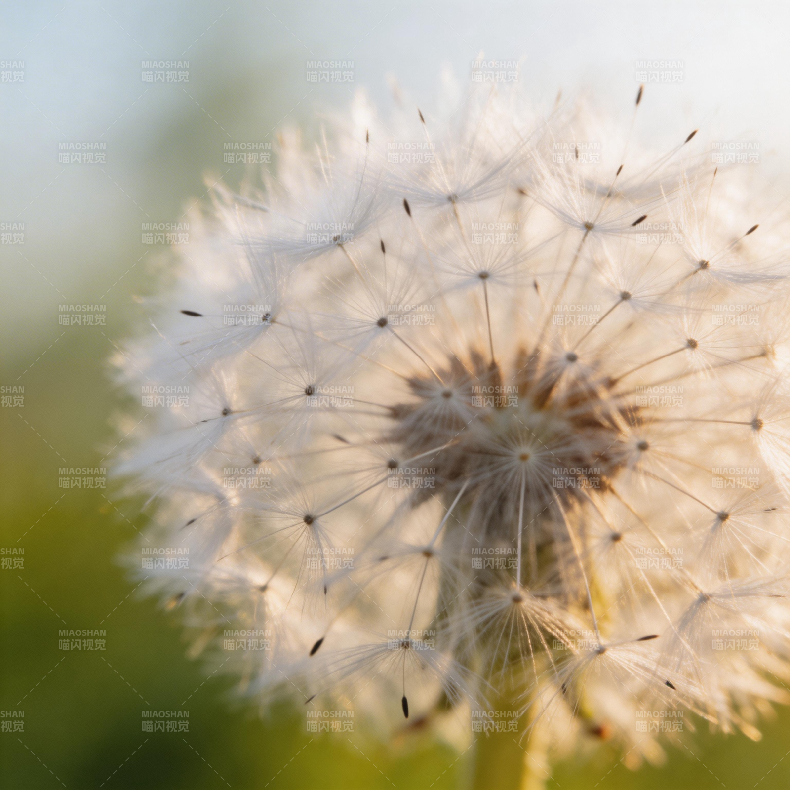 蒲公英的轻盈梦图片