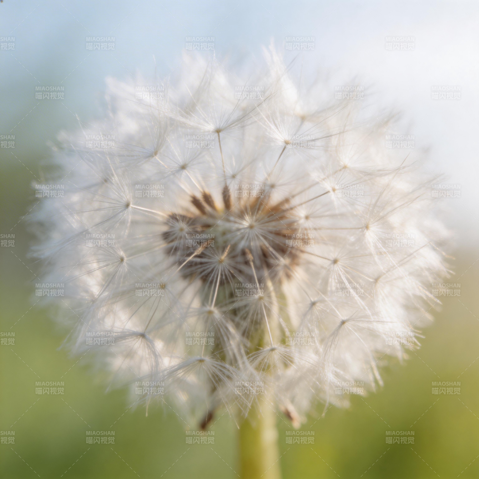 蒲公英的种子图片