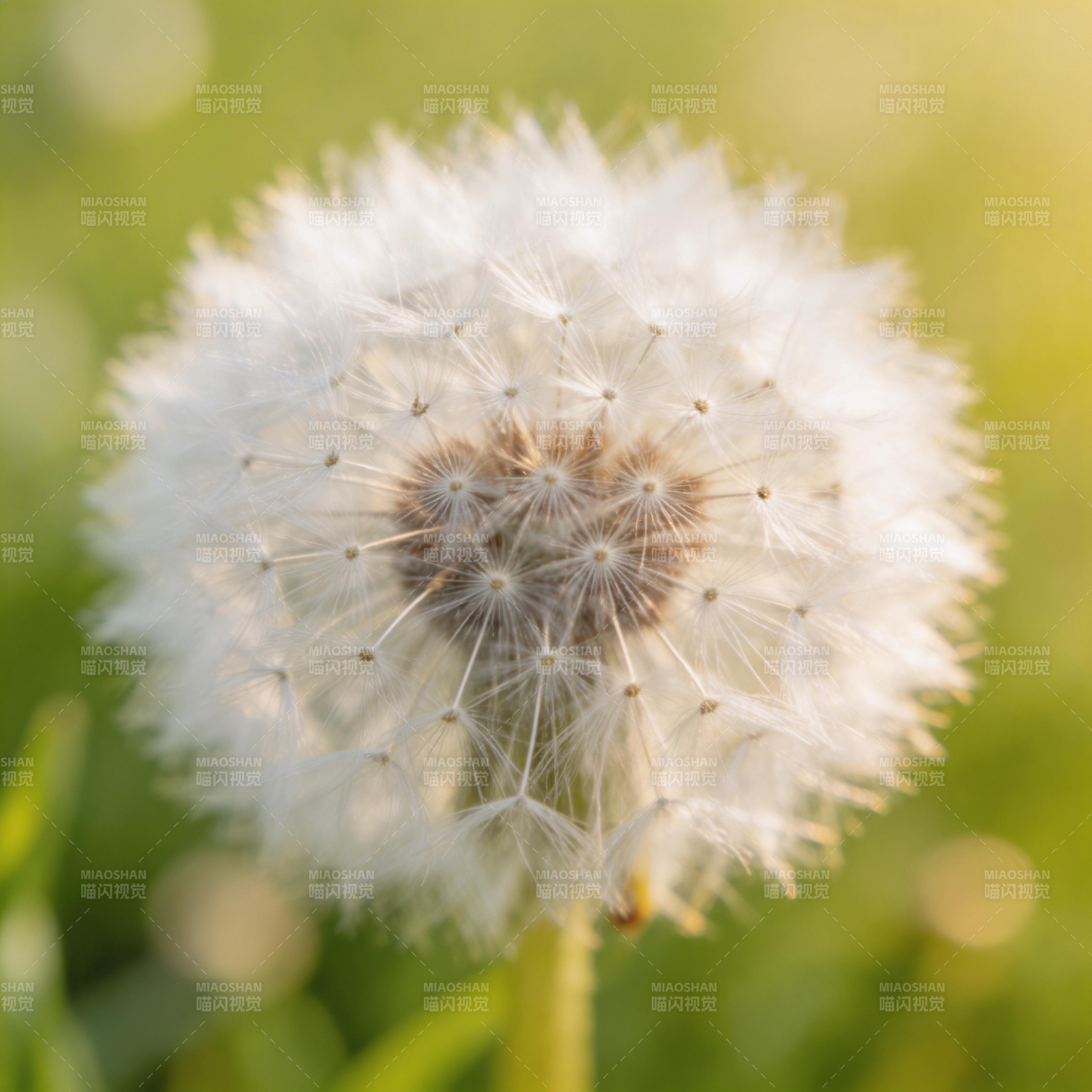蒲公英的温柔时刻图片