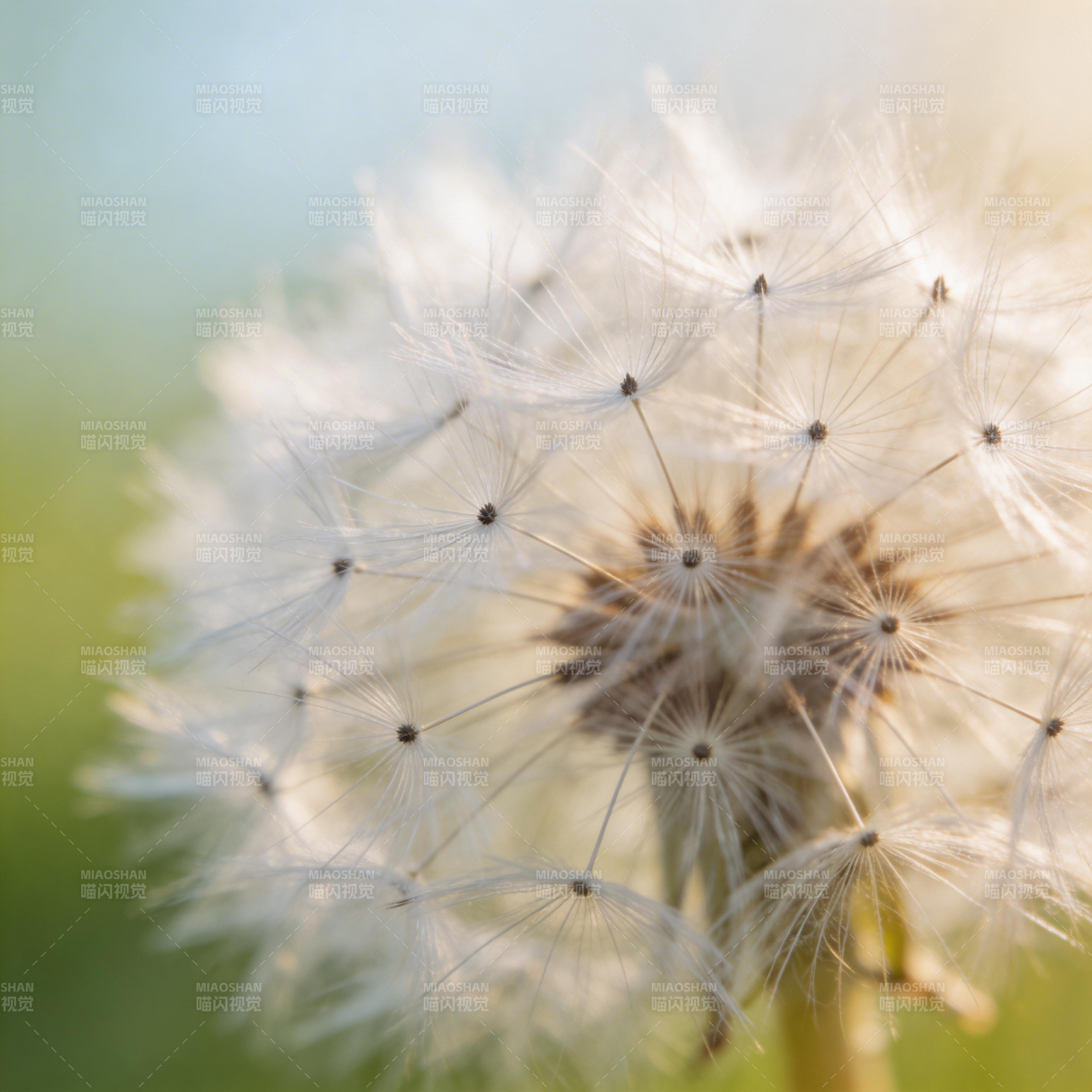 蒲公英的种子图片