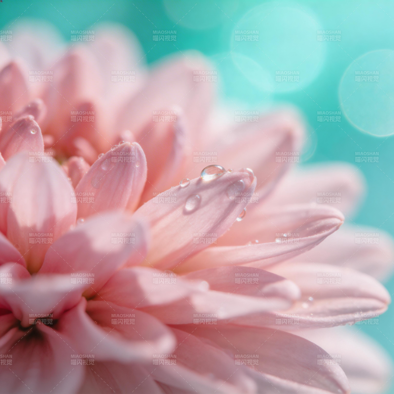 粉菊露珠 清新绽放图片