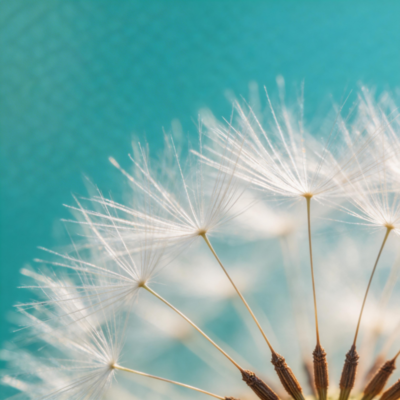 蒲公英的轻盈飘散图片