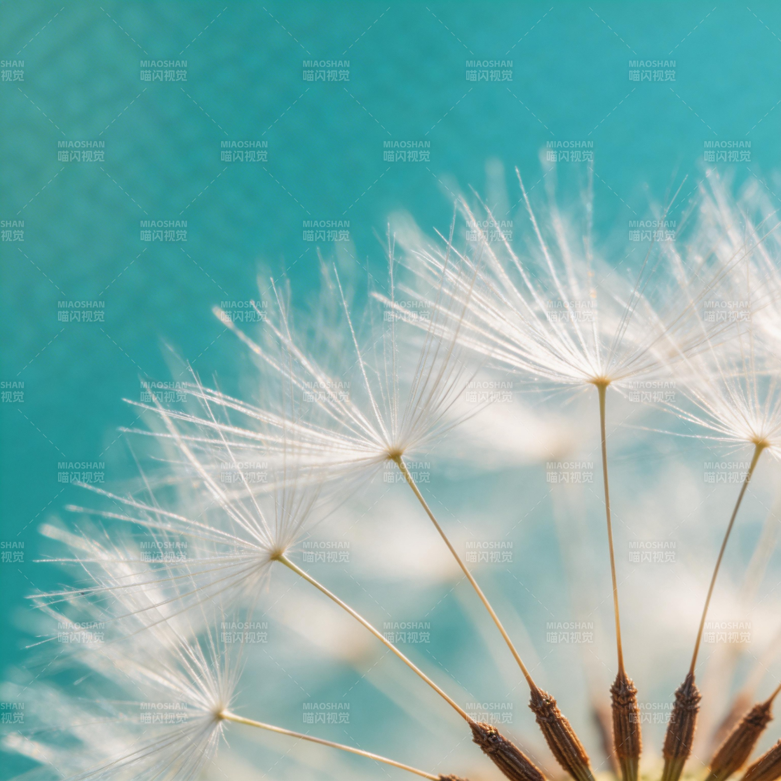 蒲公英的轻盈飘散图片