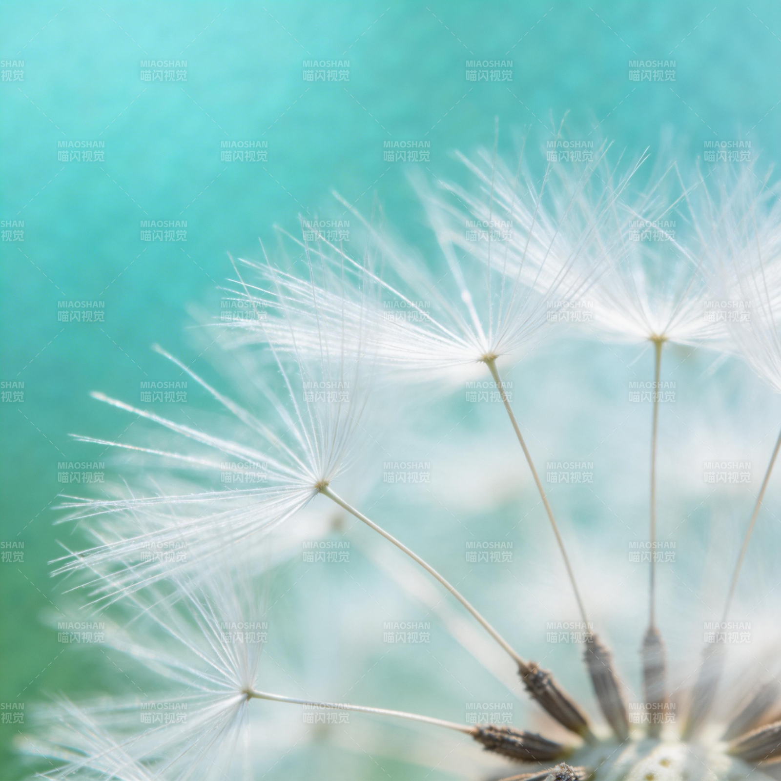 蒲公英的轻盈飞翔图片