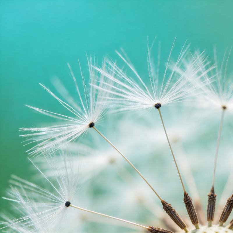 蒲公英的轻盈飞翔图片