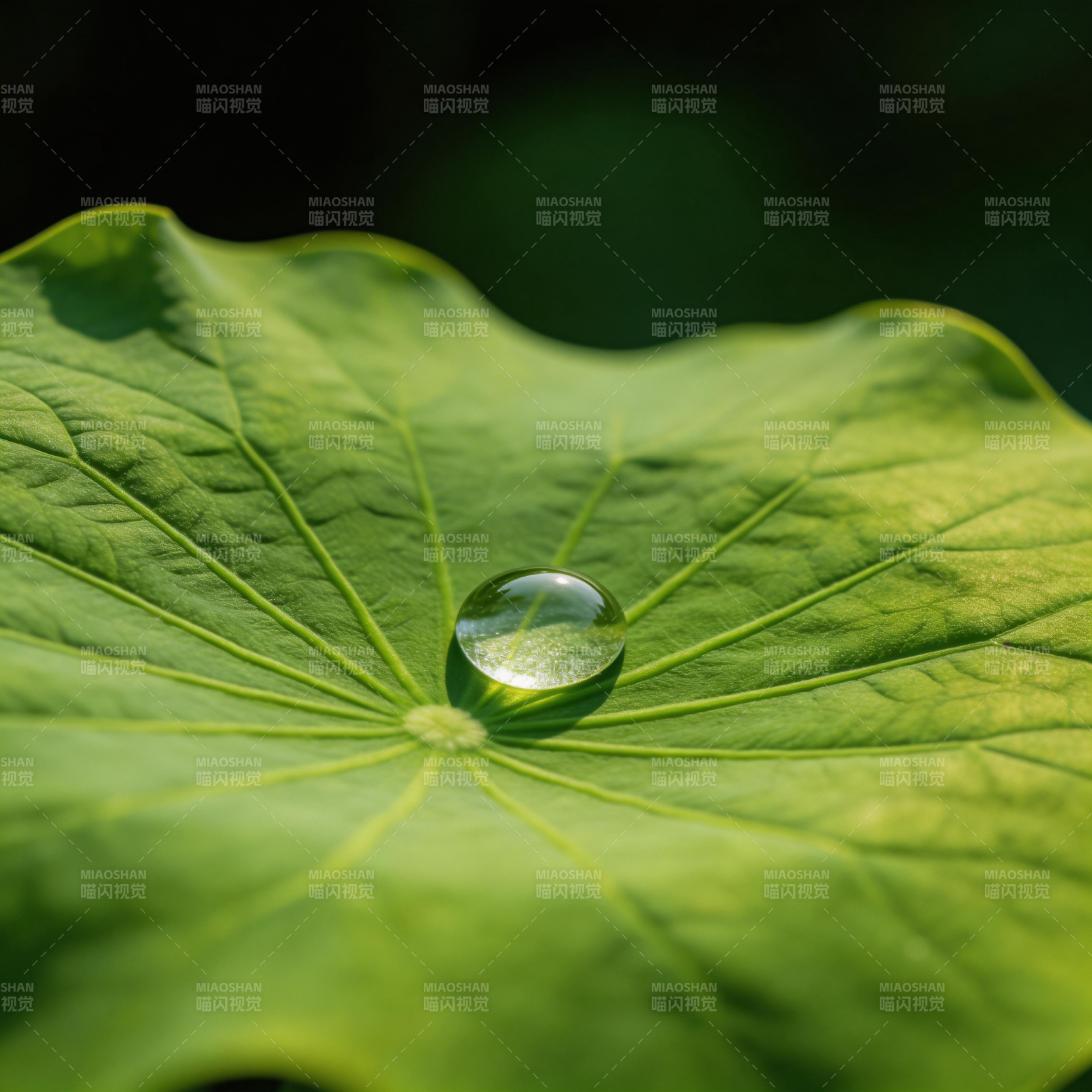 露珠映绿叶图片