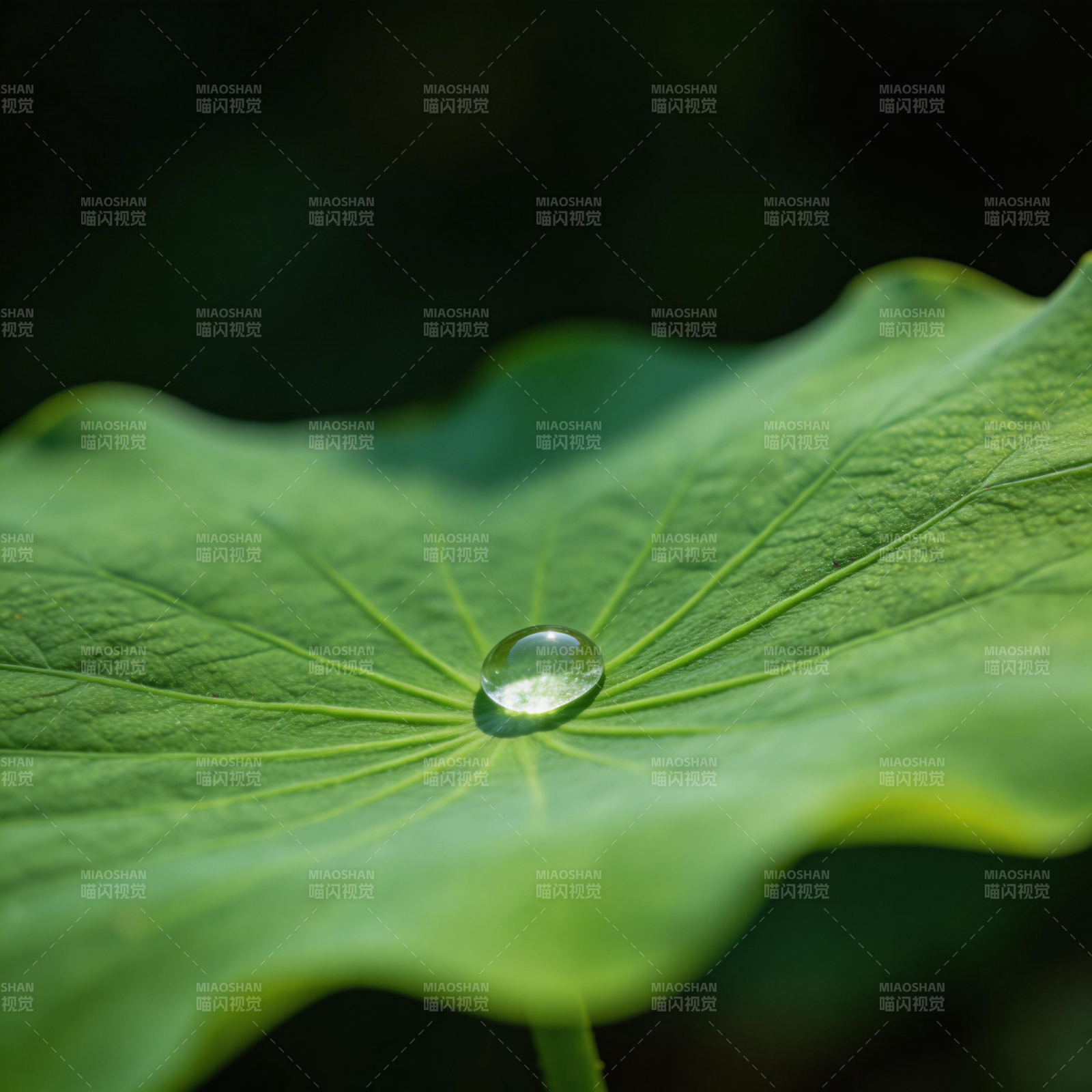 露珠映叶心图片