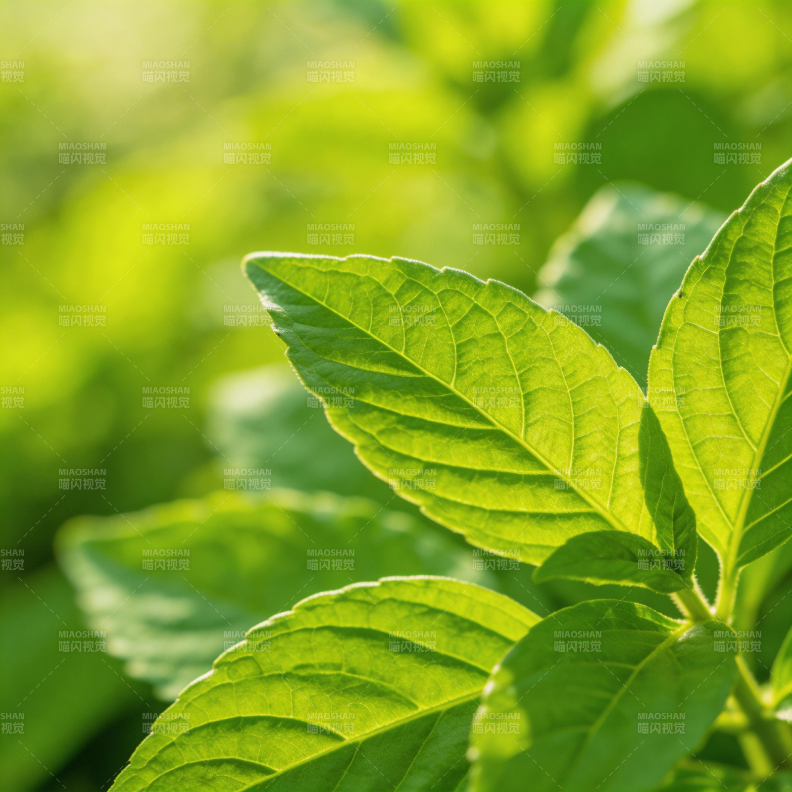 绿叶生机盎然图片