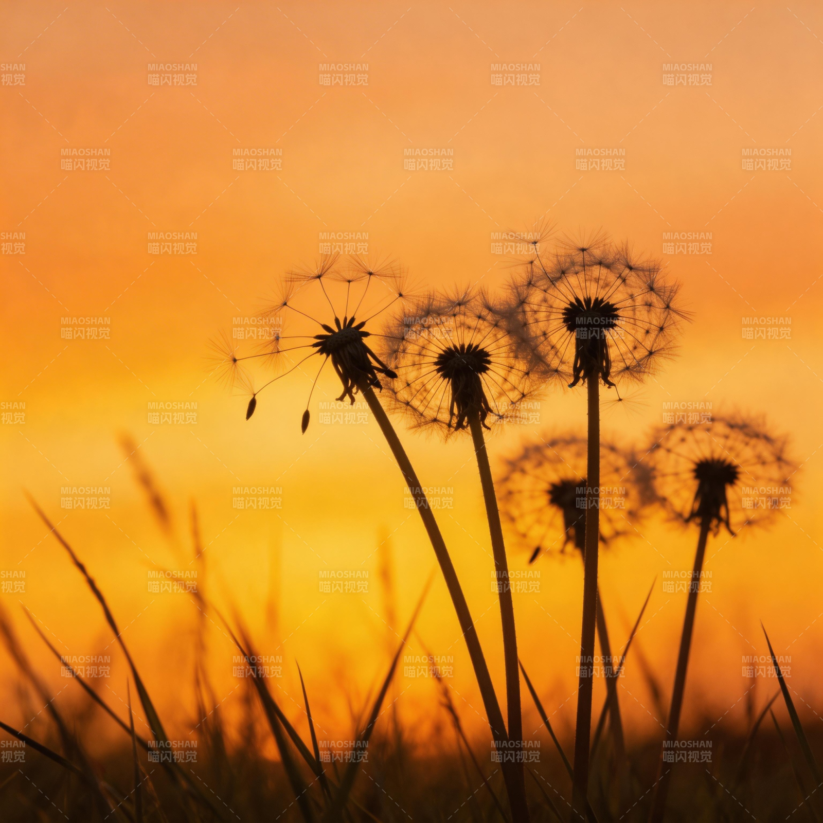 夕阳下的蒲公英图片