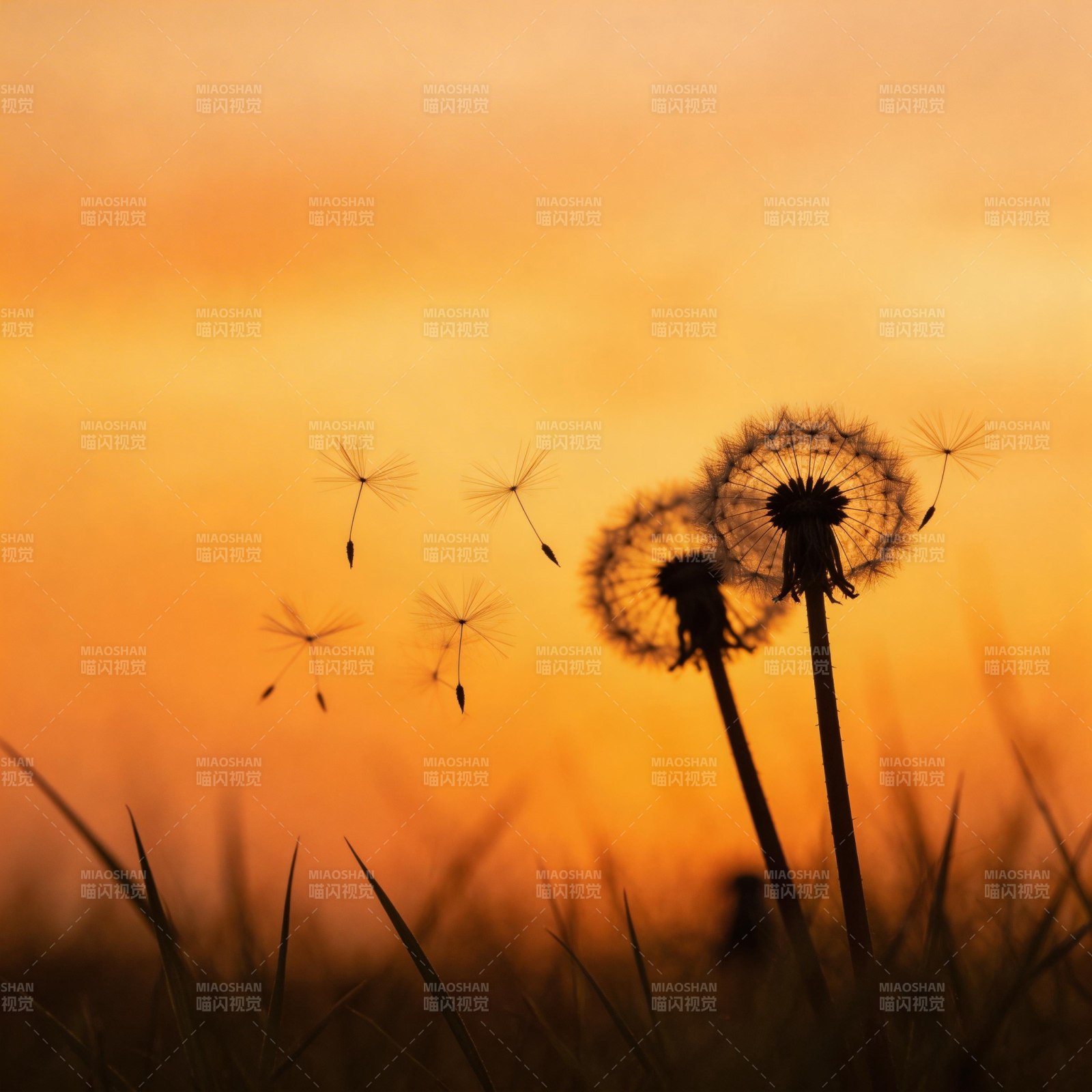 夕阳下的蒲公英图片