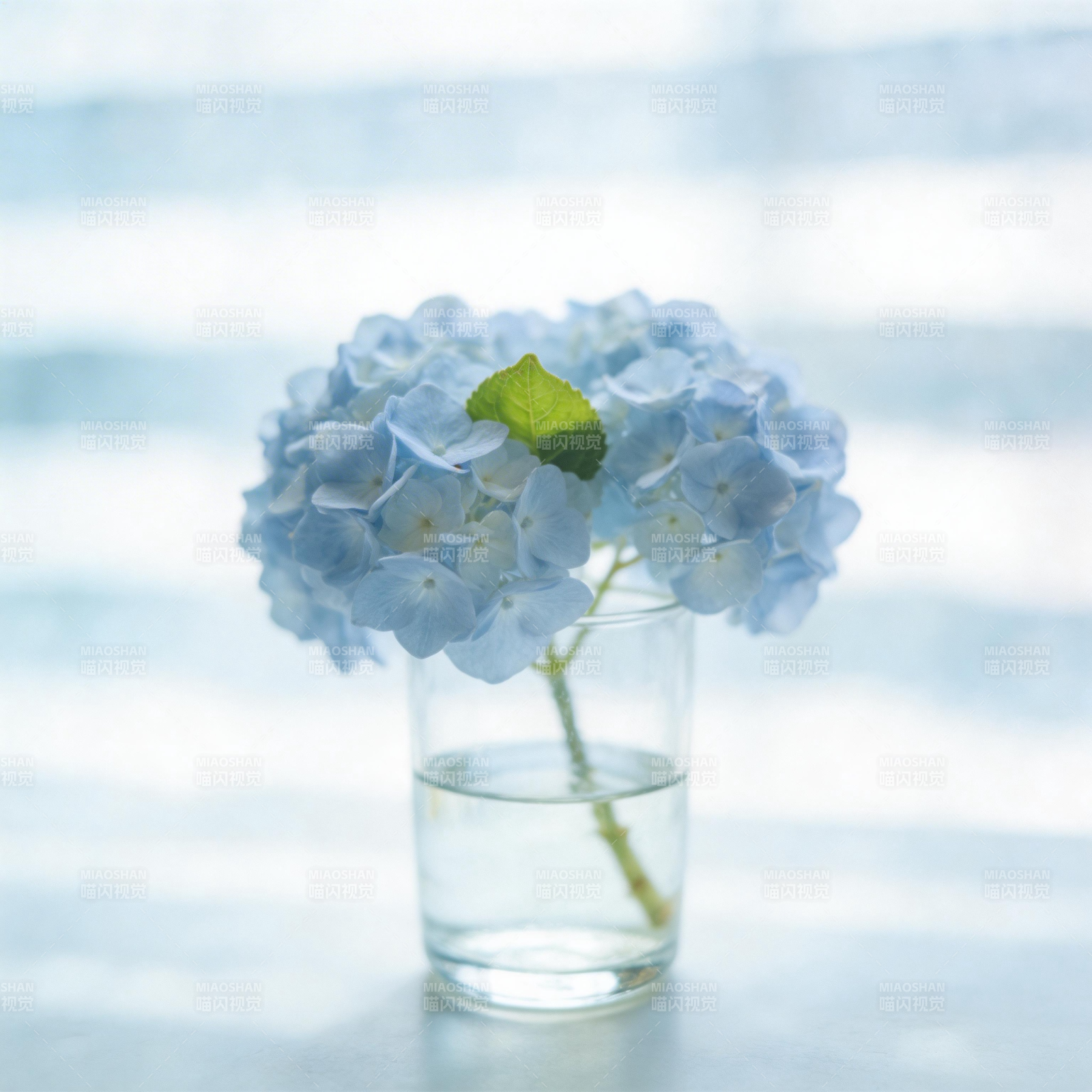 蓝绣球静置水杯中图片