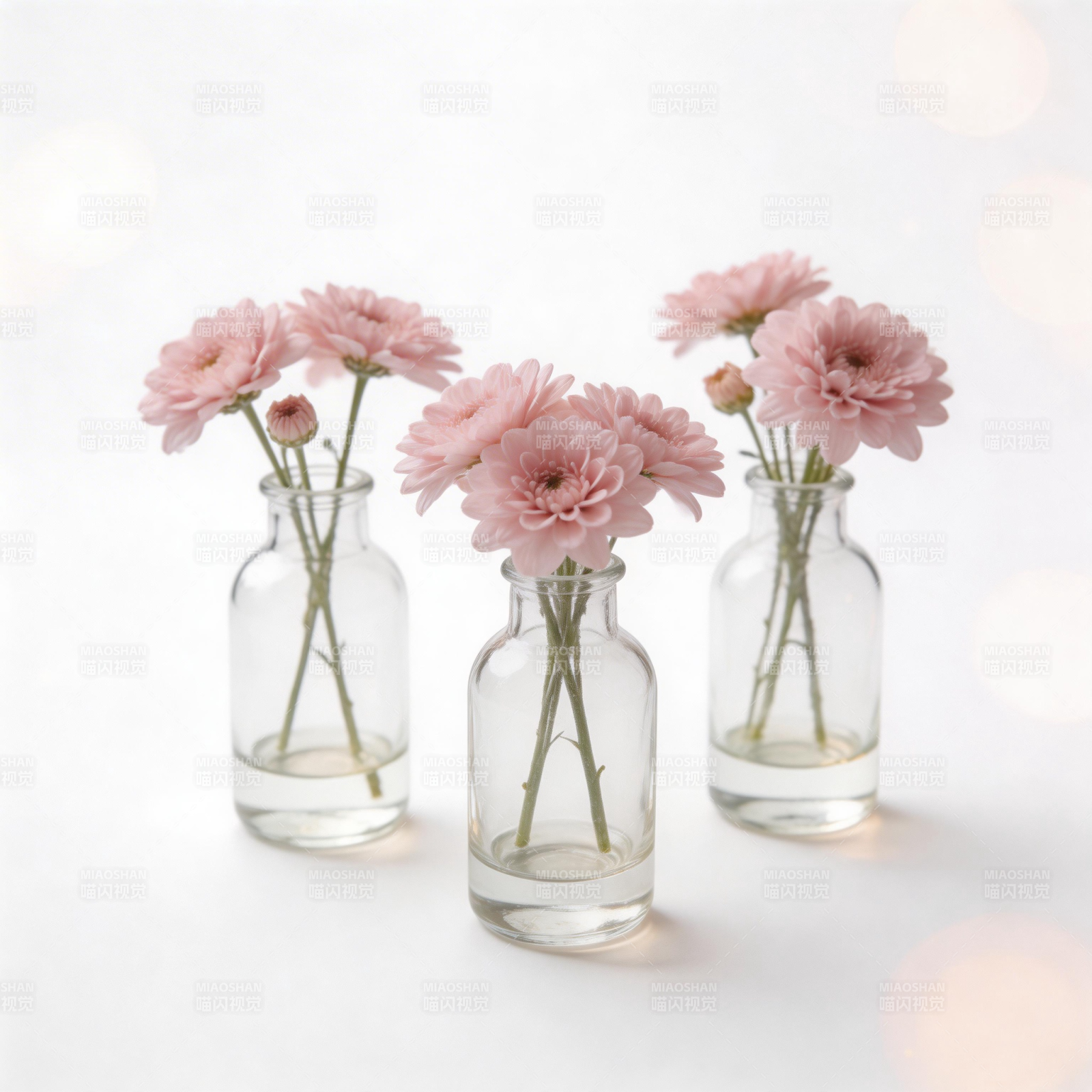 粉菊三瓶静谧美图片