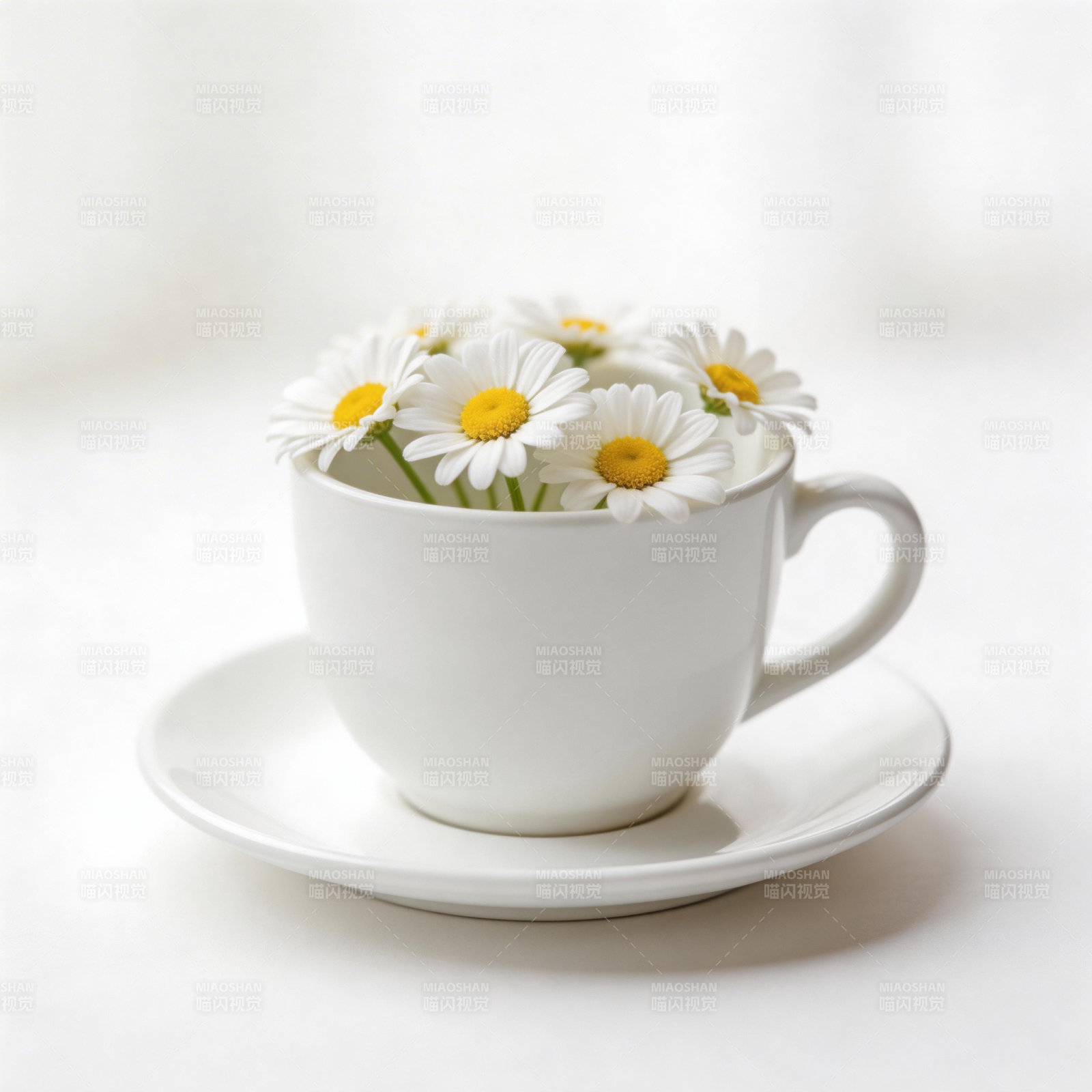 雏菊杯中绽放图片