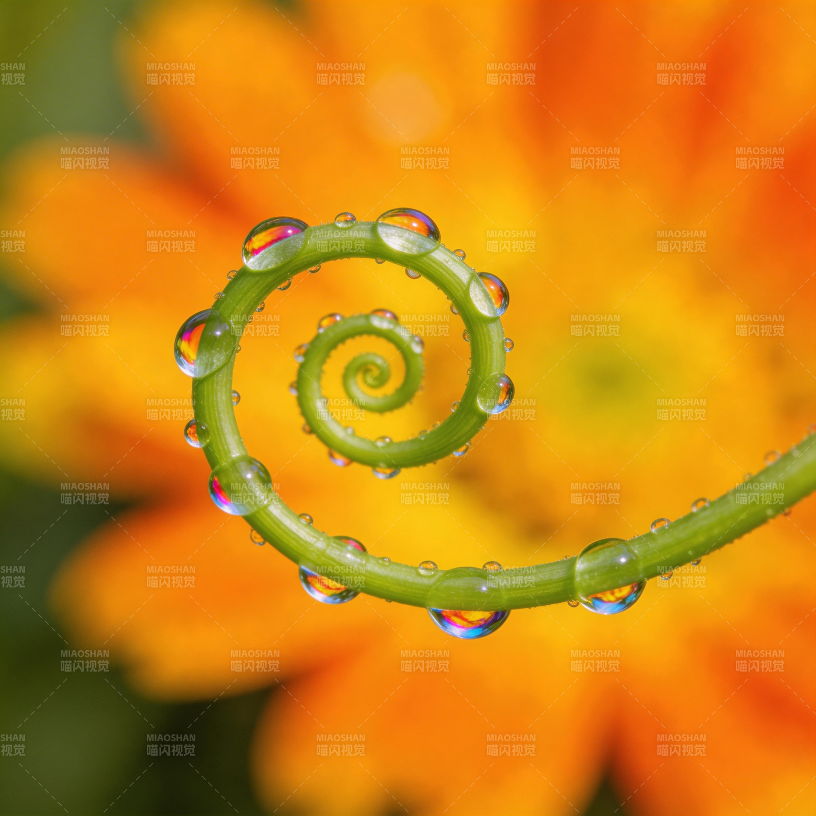 露珠缠绕的绿藤图片