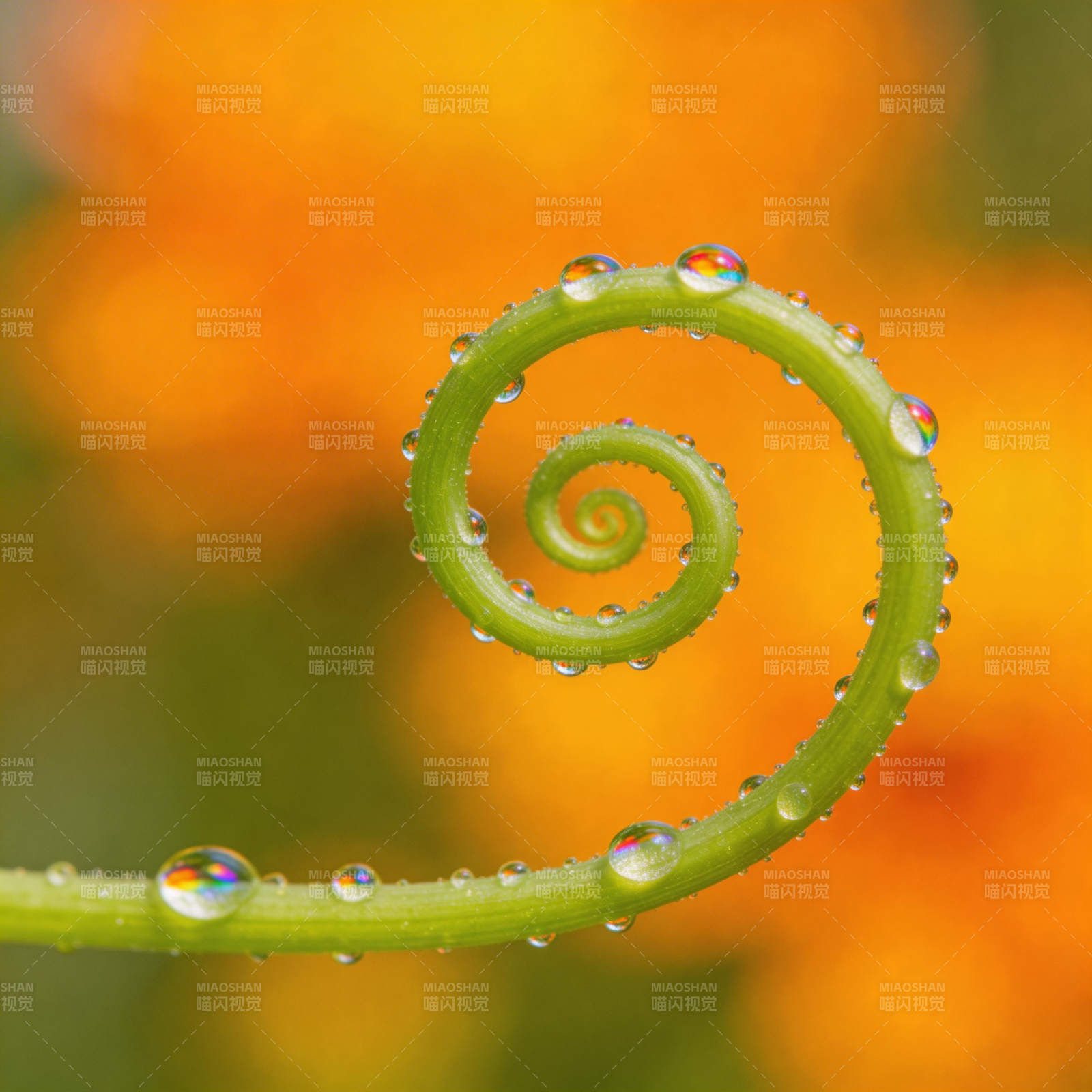 露珠缠绕绿藤图片