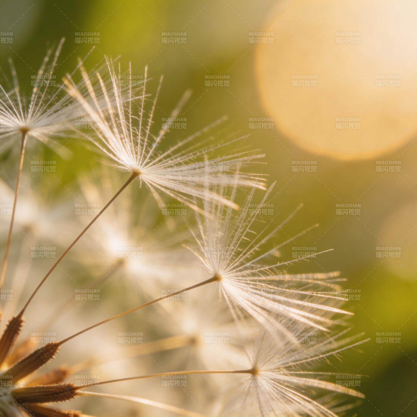 蒲公英的种子图片