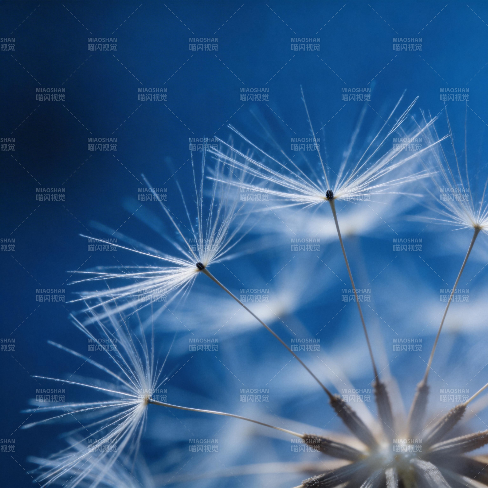 蒲公英的轻盈飘舞图片