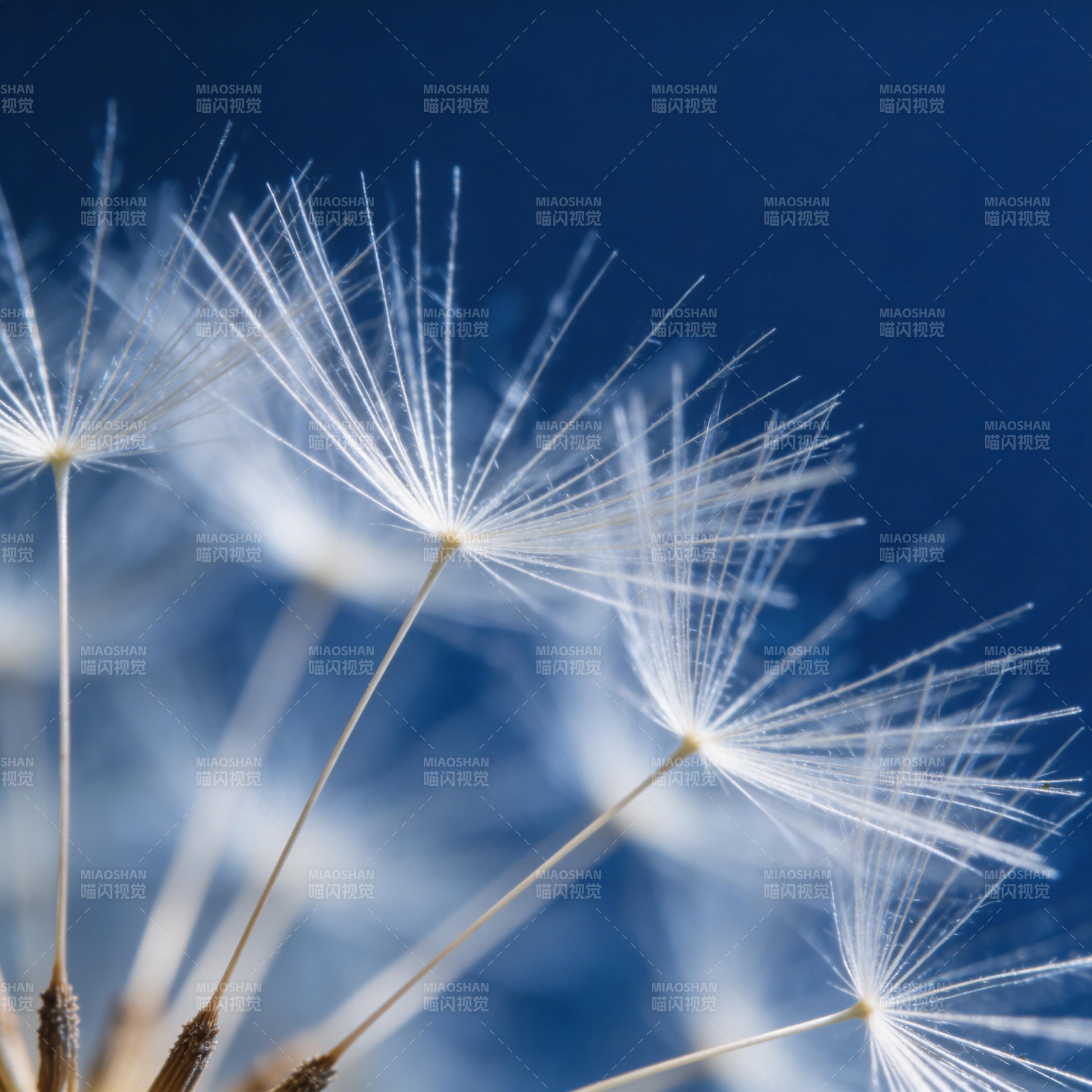 蒲公英的轻盈飘舞图片