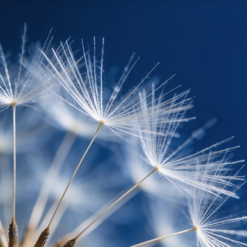 蒲公英的轻盈飘舞图片