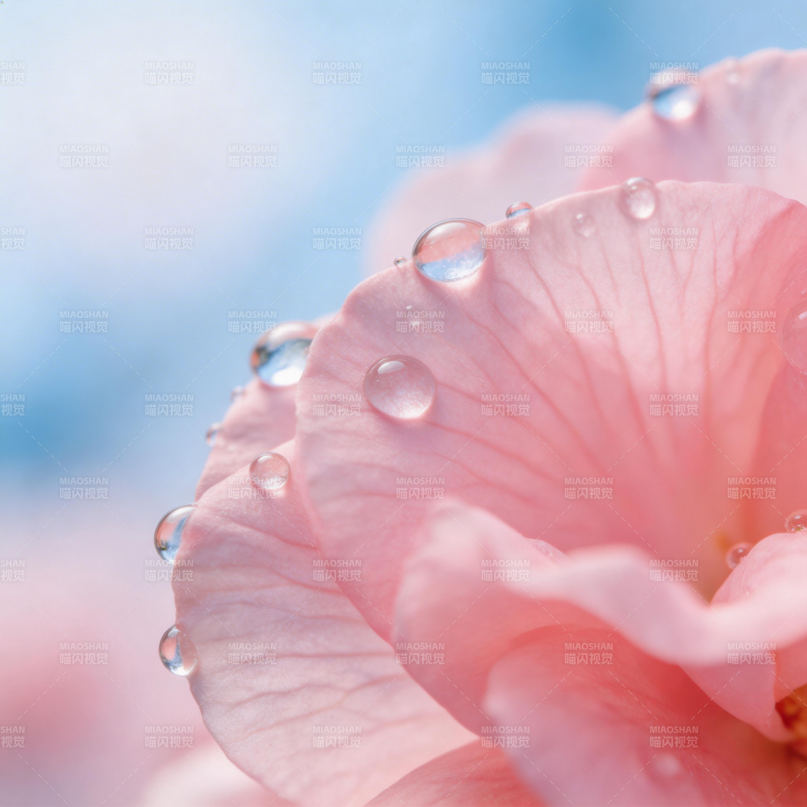 露珠轻吻粉瓣图片