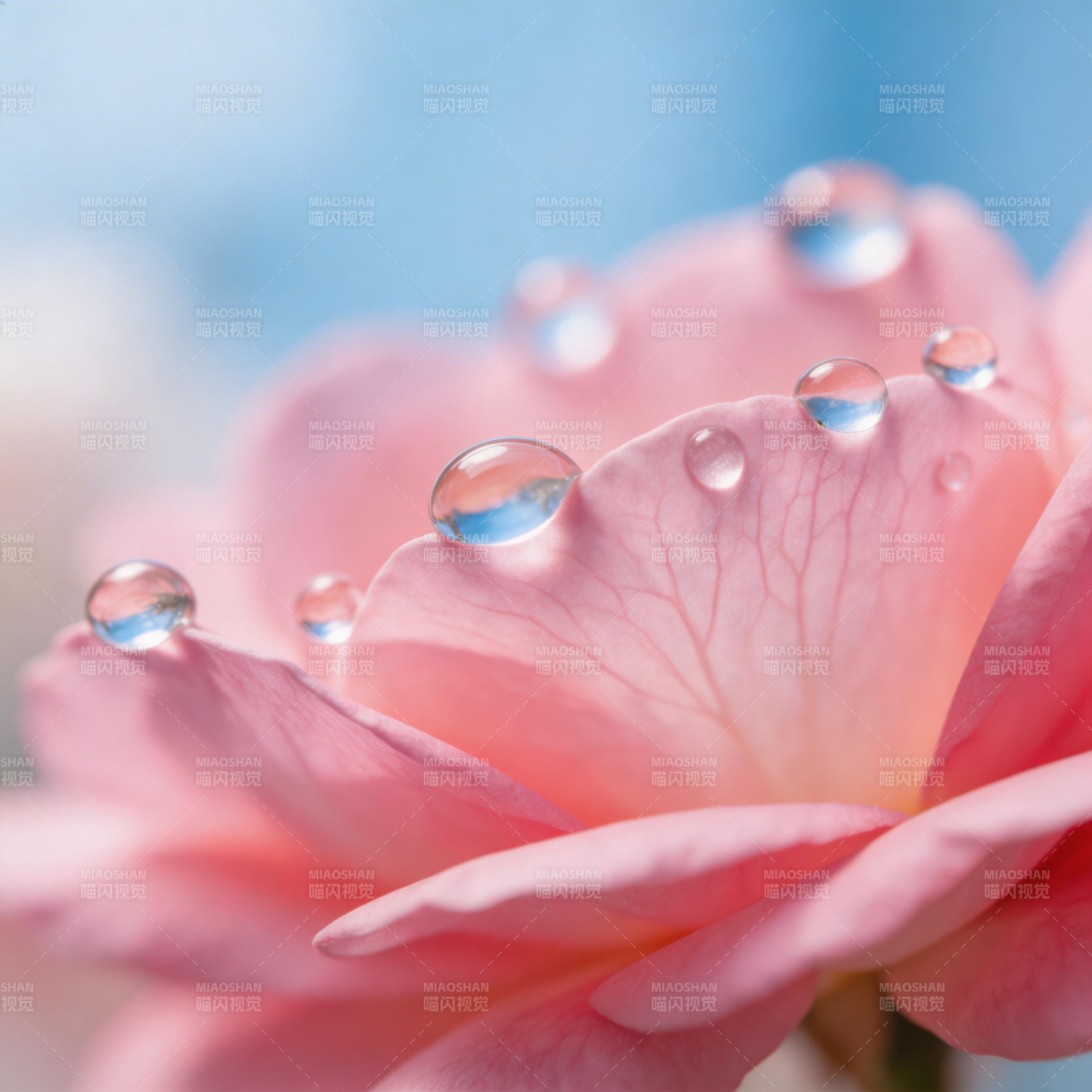 露珠轻吻粉玫瑰图片