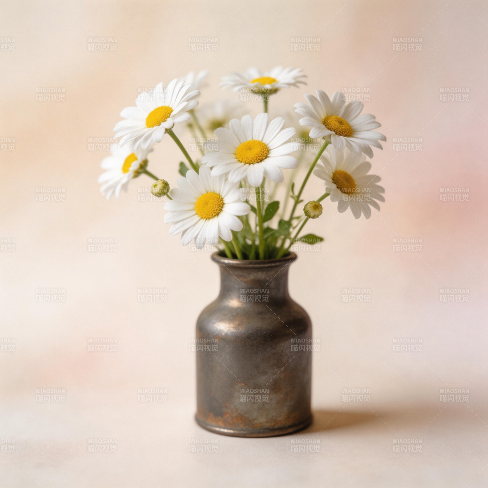 雏菊静谧之美图片