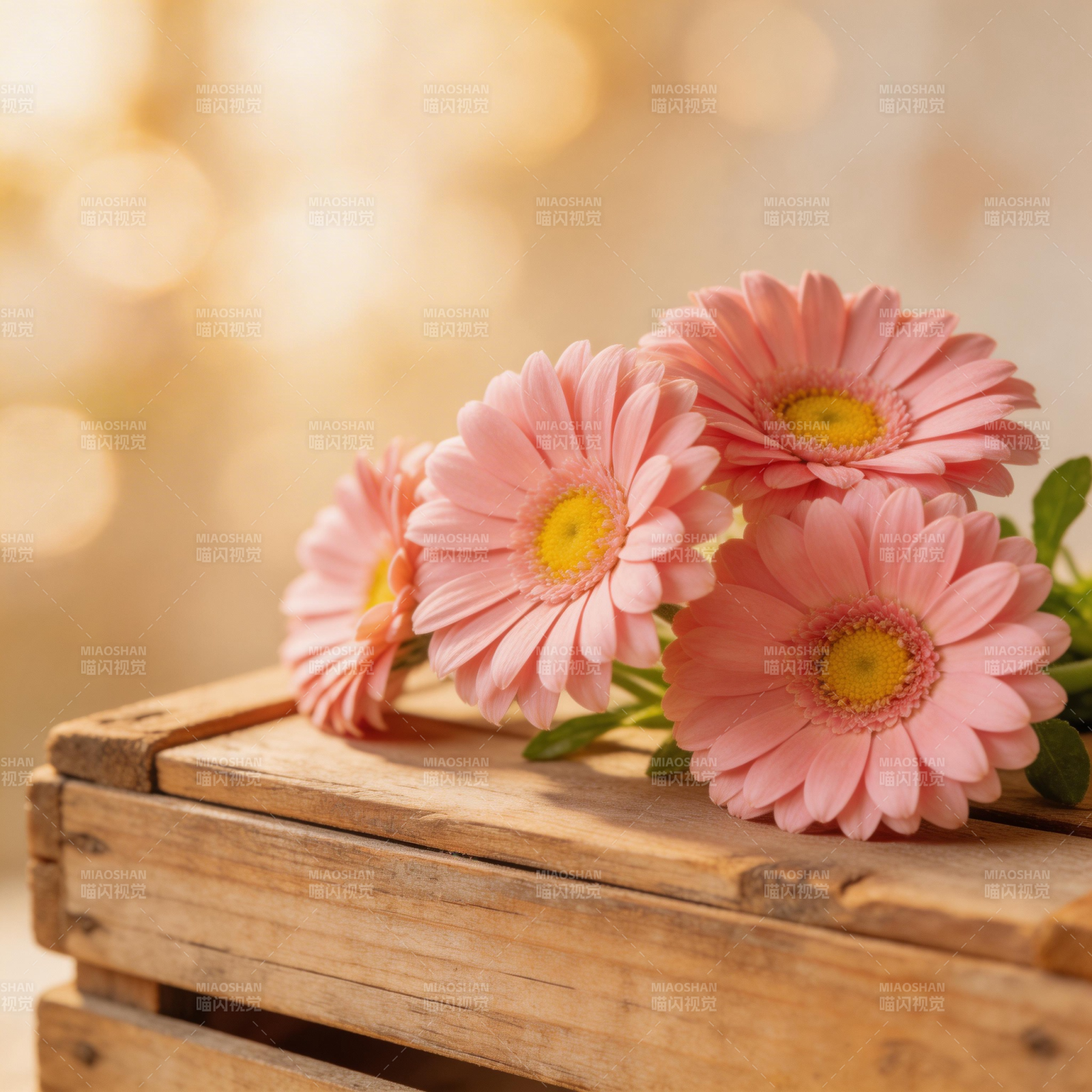 粉菊静置木箱上图片