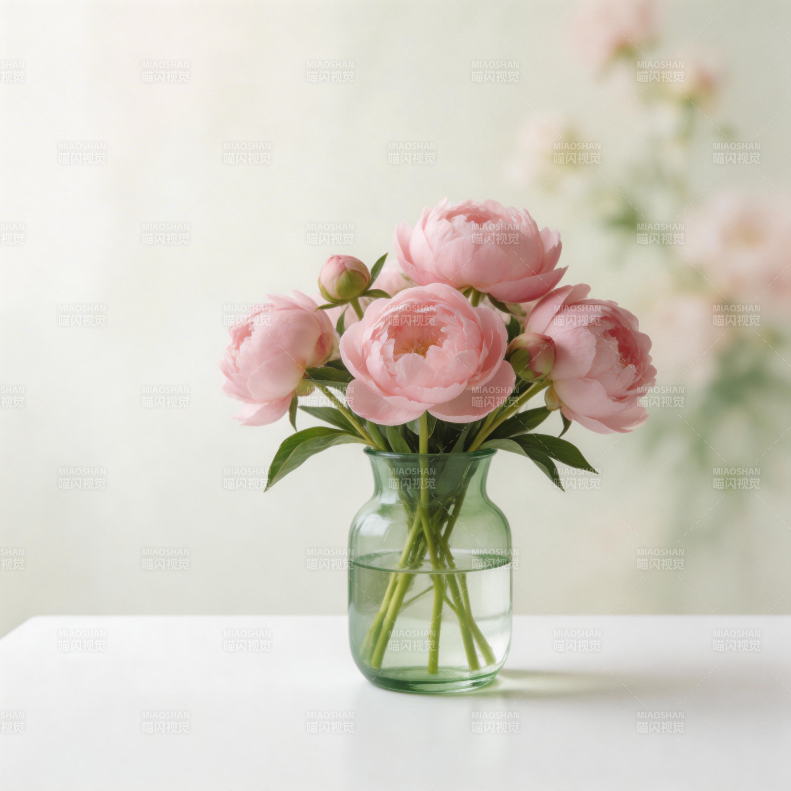 粉牡丹静谧绽放图片