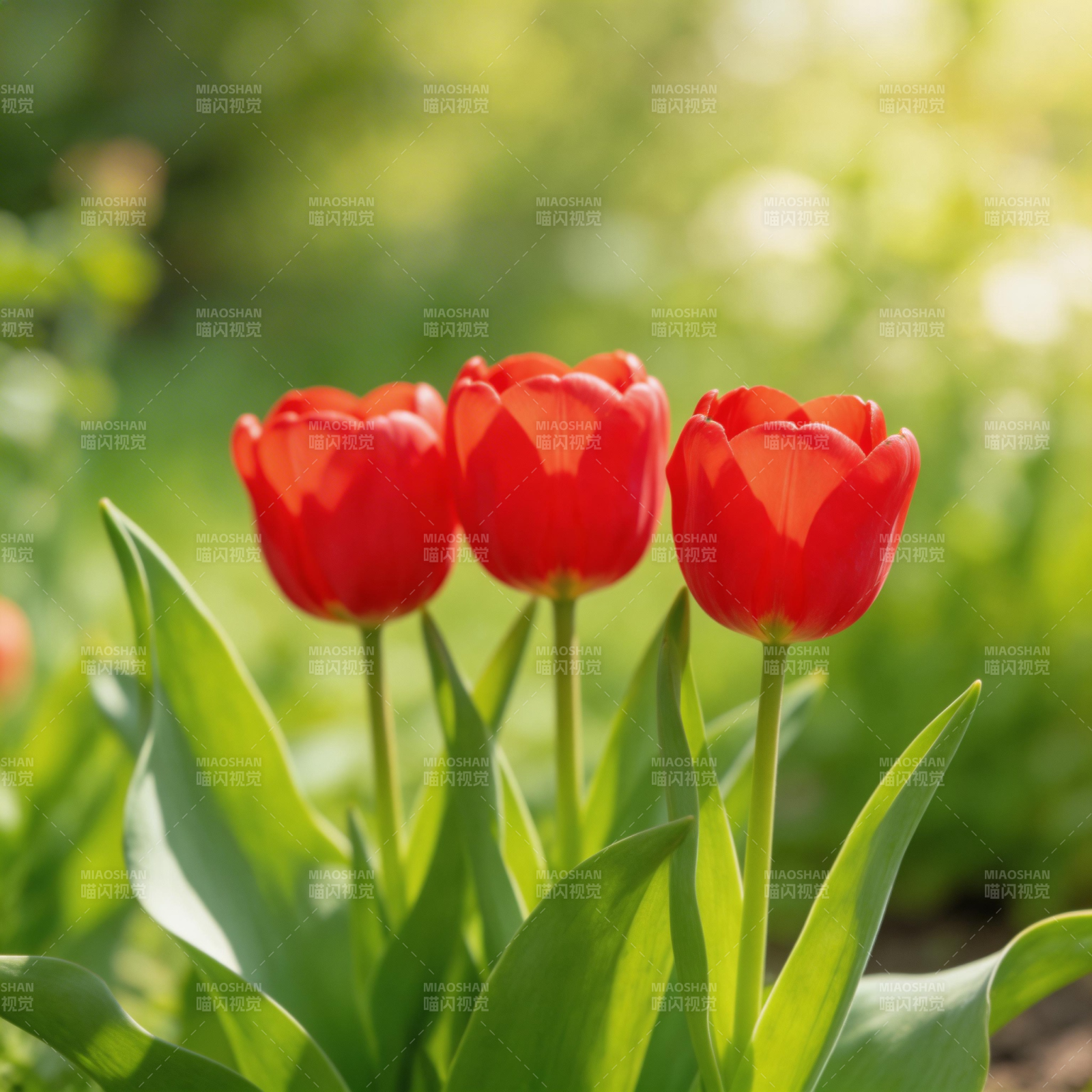 红郁金香绽放图片