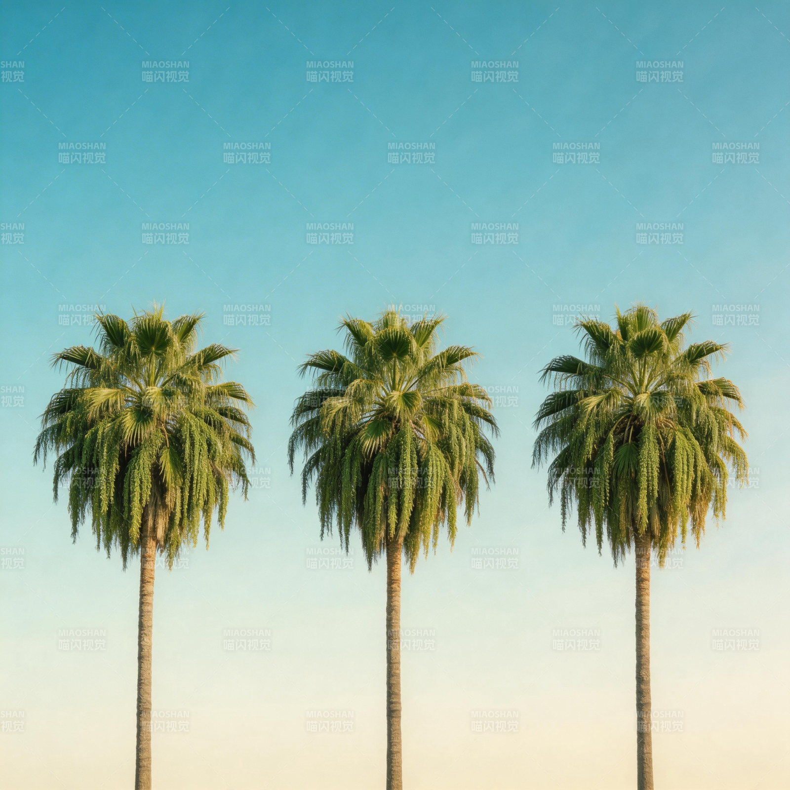 三棵棕榈树图片