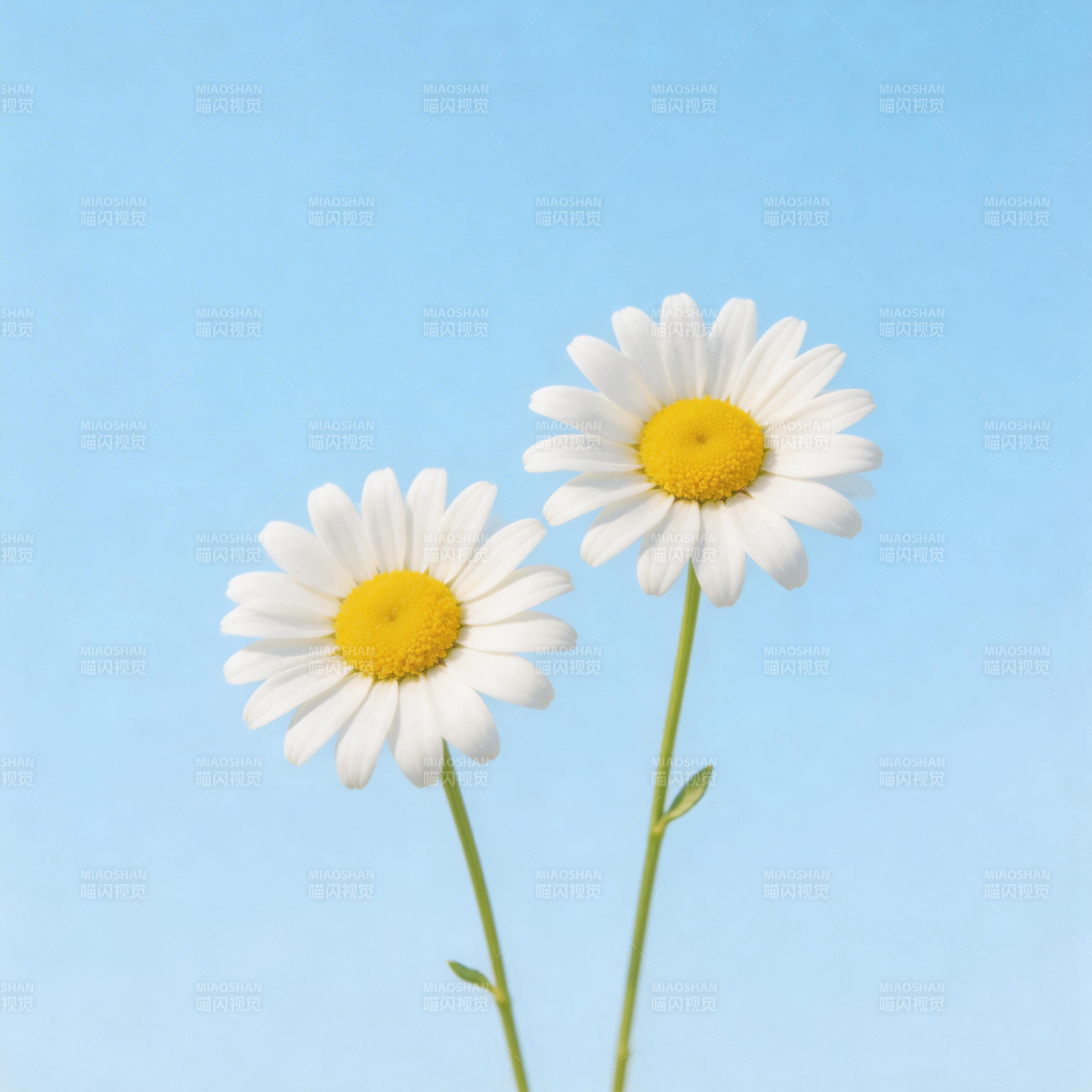 蓝天下的两朵雏菊图片