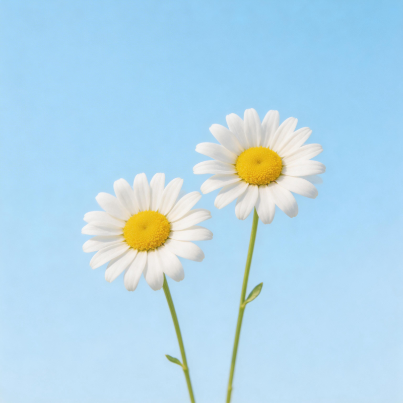 蓝天下的两朵雏菊图片