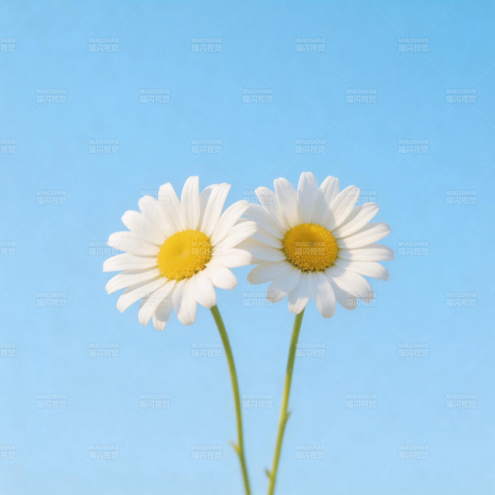 蓝天下的两朵雏菊图片