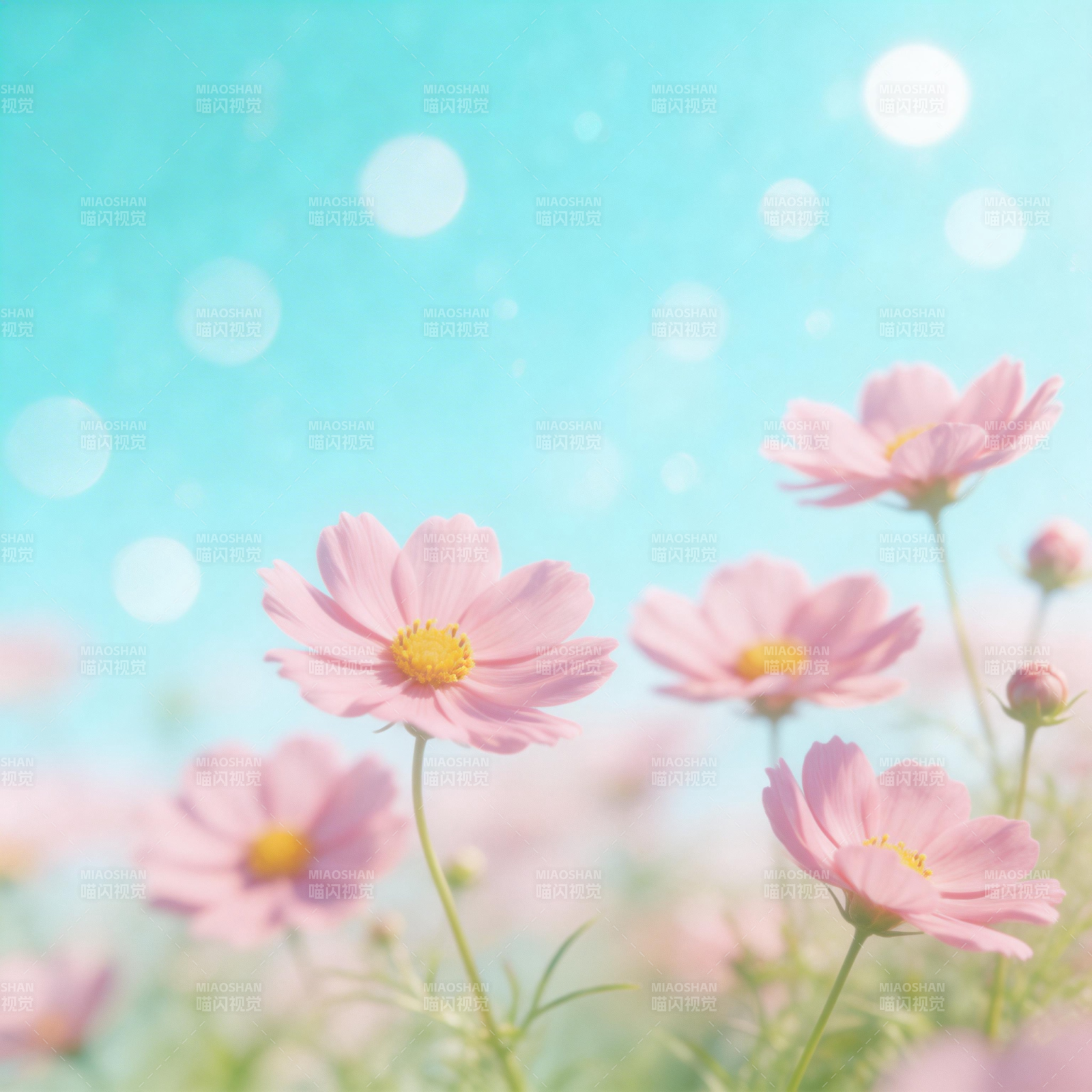 粉花映蓝天图片