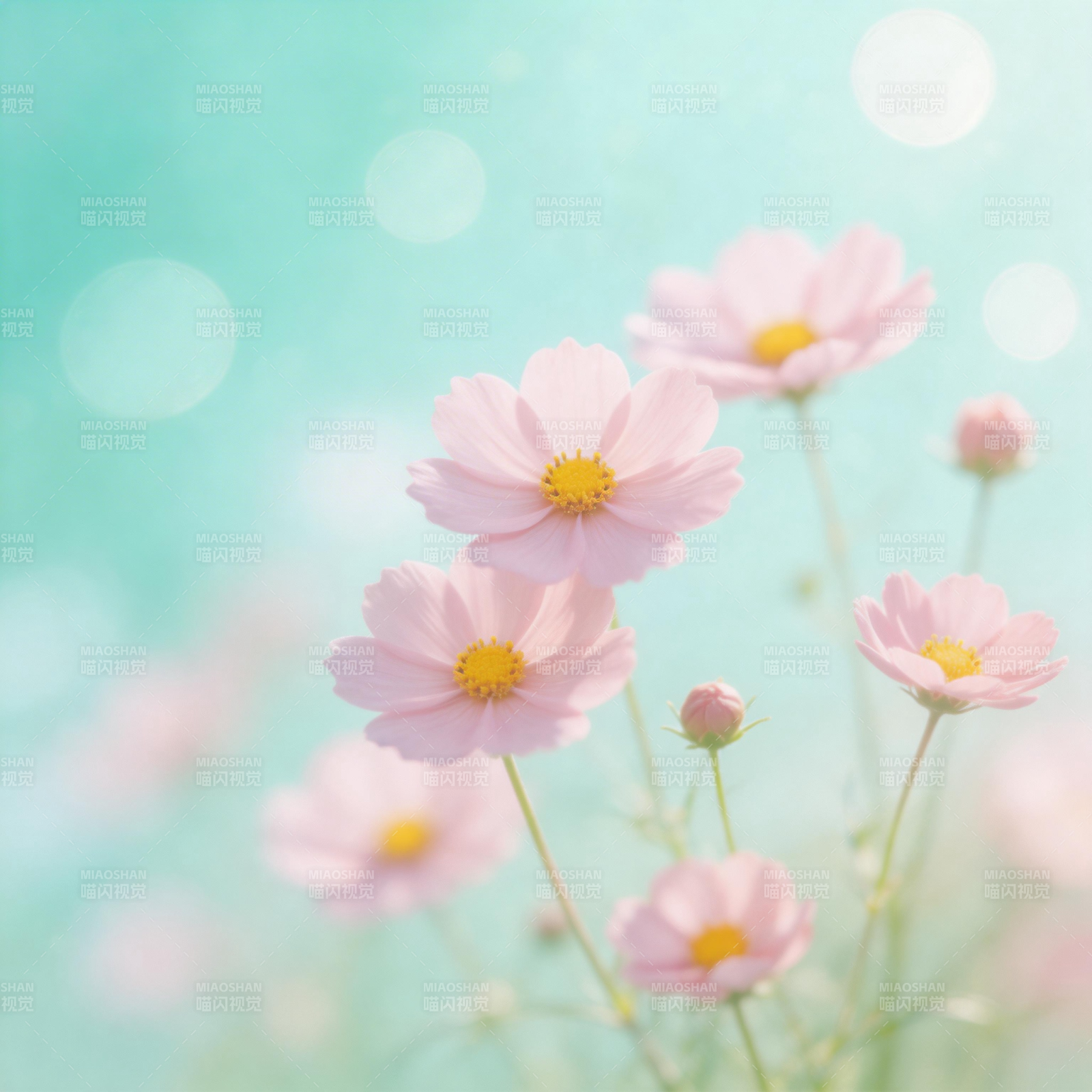 粉花轻舞春风里图片