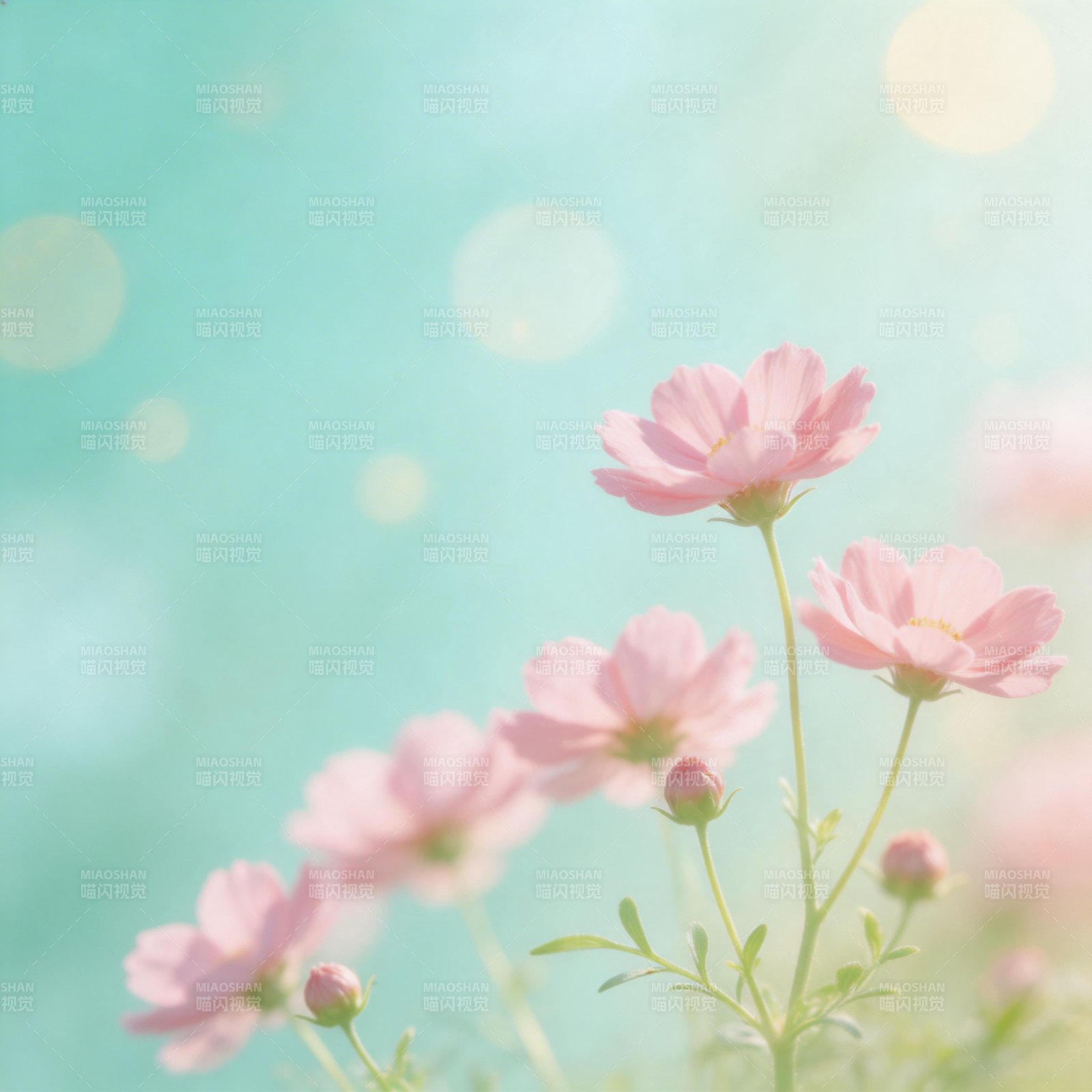 粉花映碧空图片