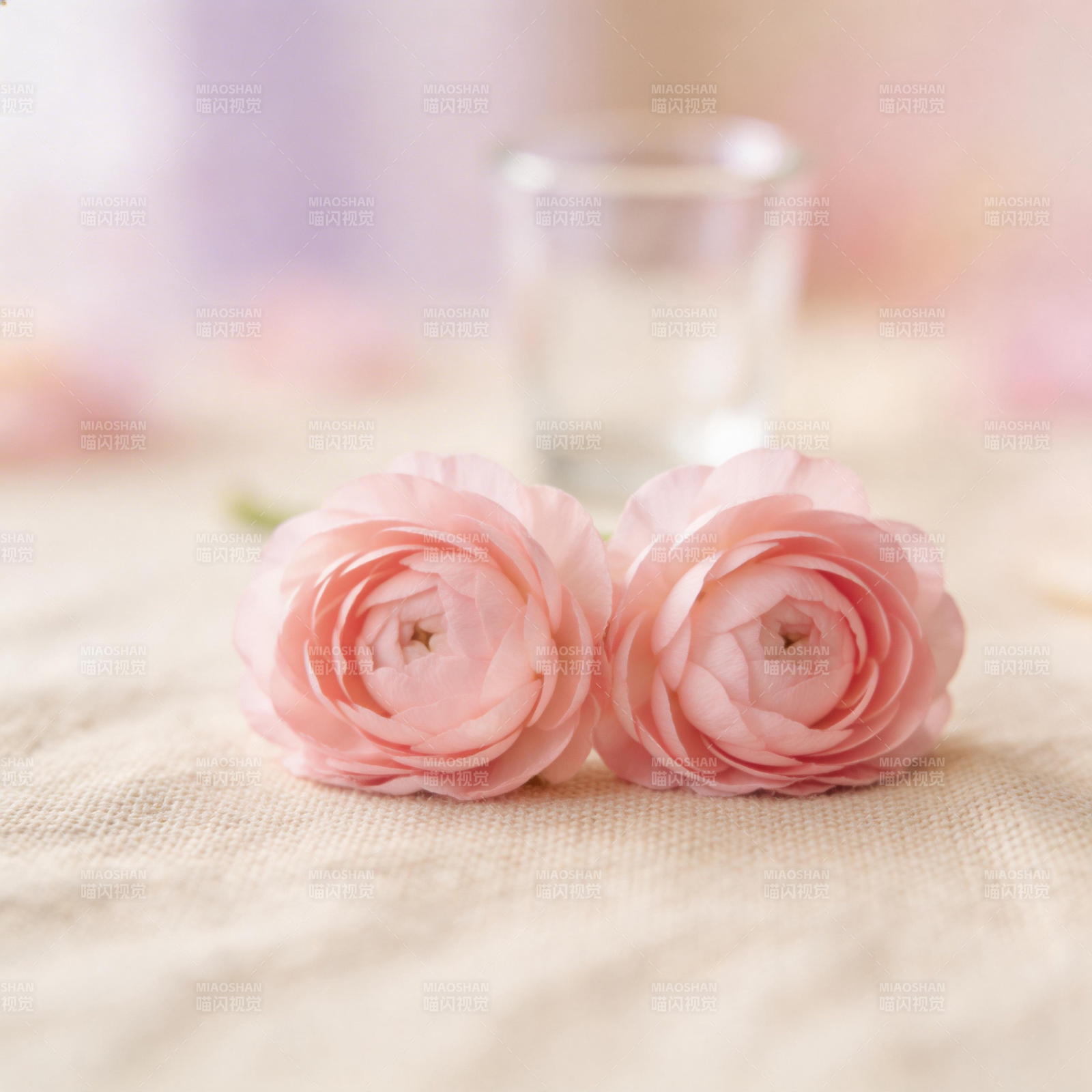 粉玫瑰静谧之美图片