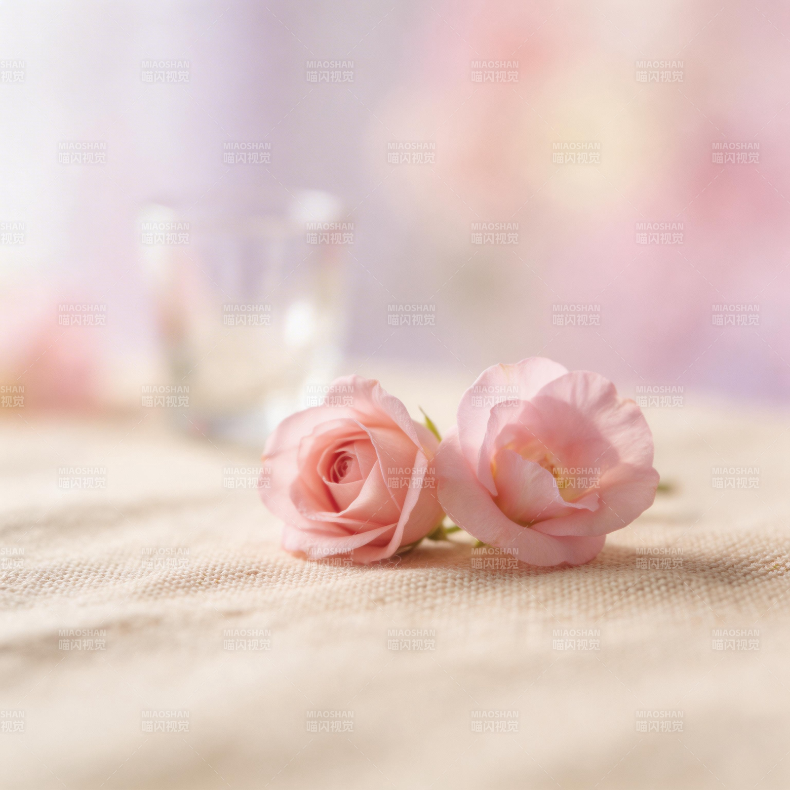 粉玫瑰静谧之美图片