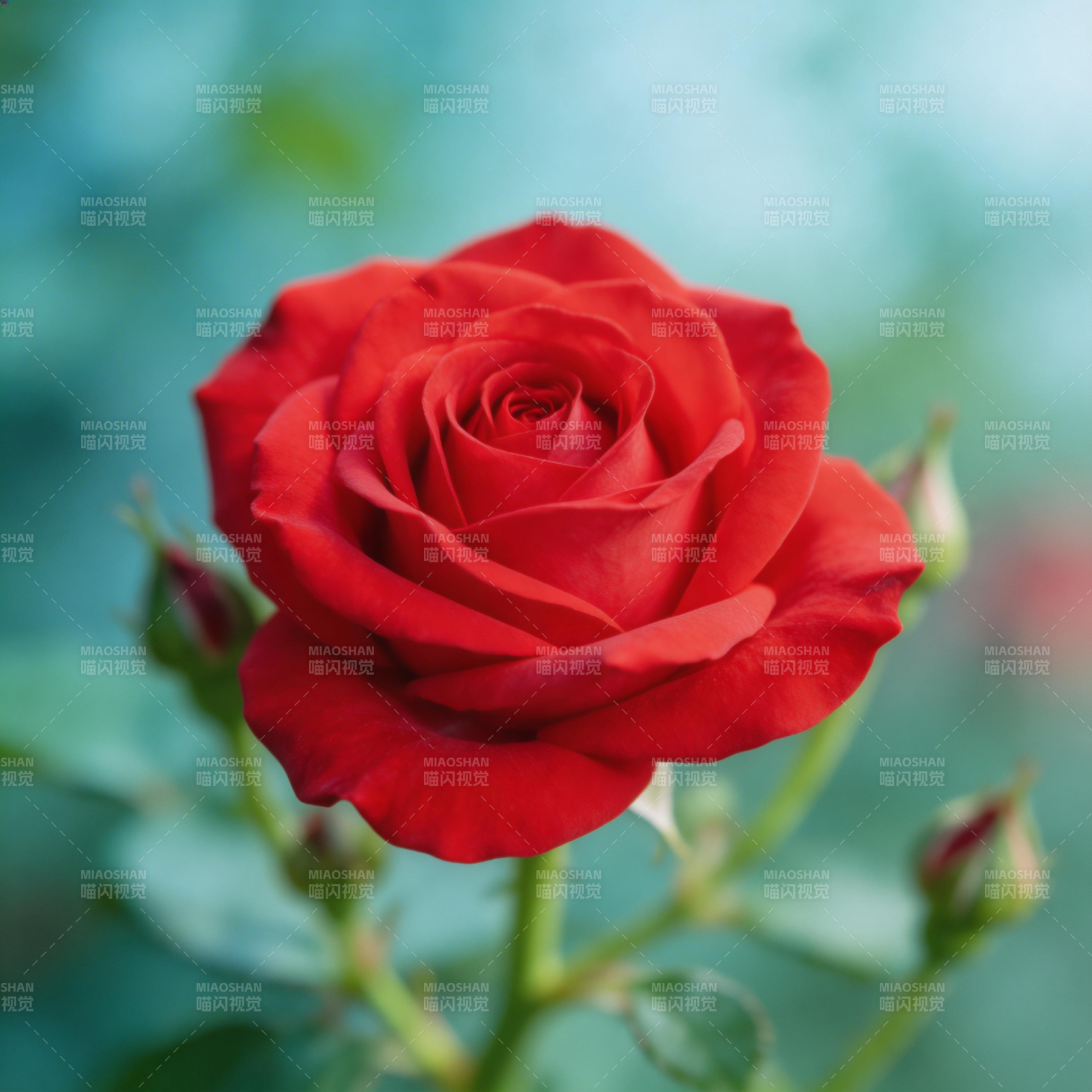 红玫瑰绽放图片