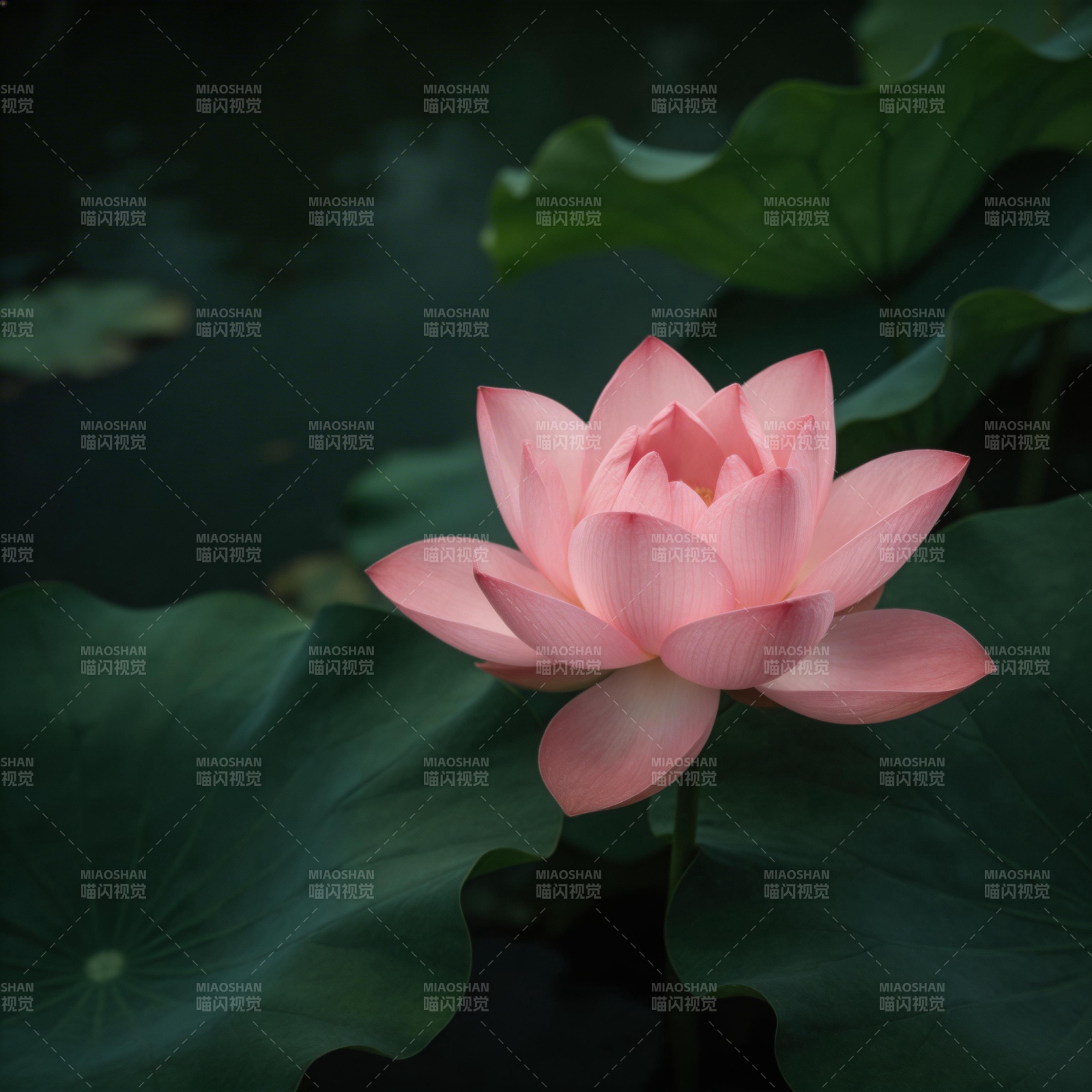 粉莲静绽荷塘图片