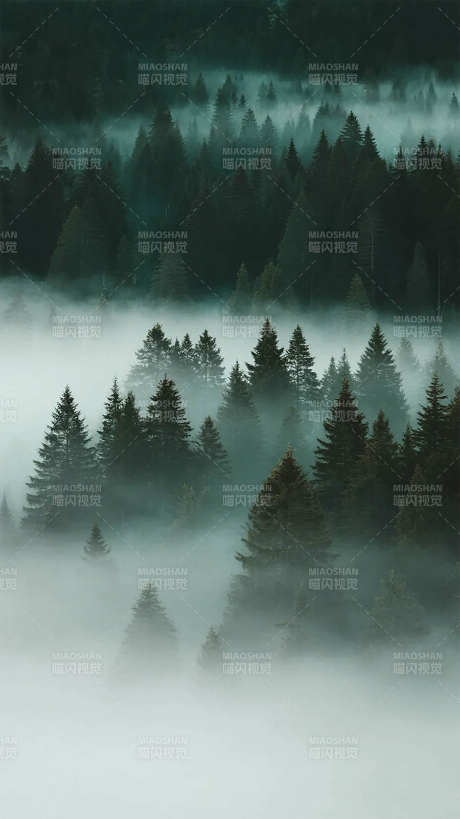 雾锁松林图片