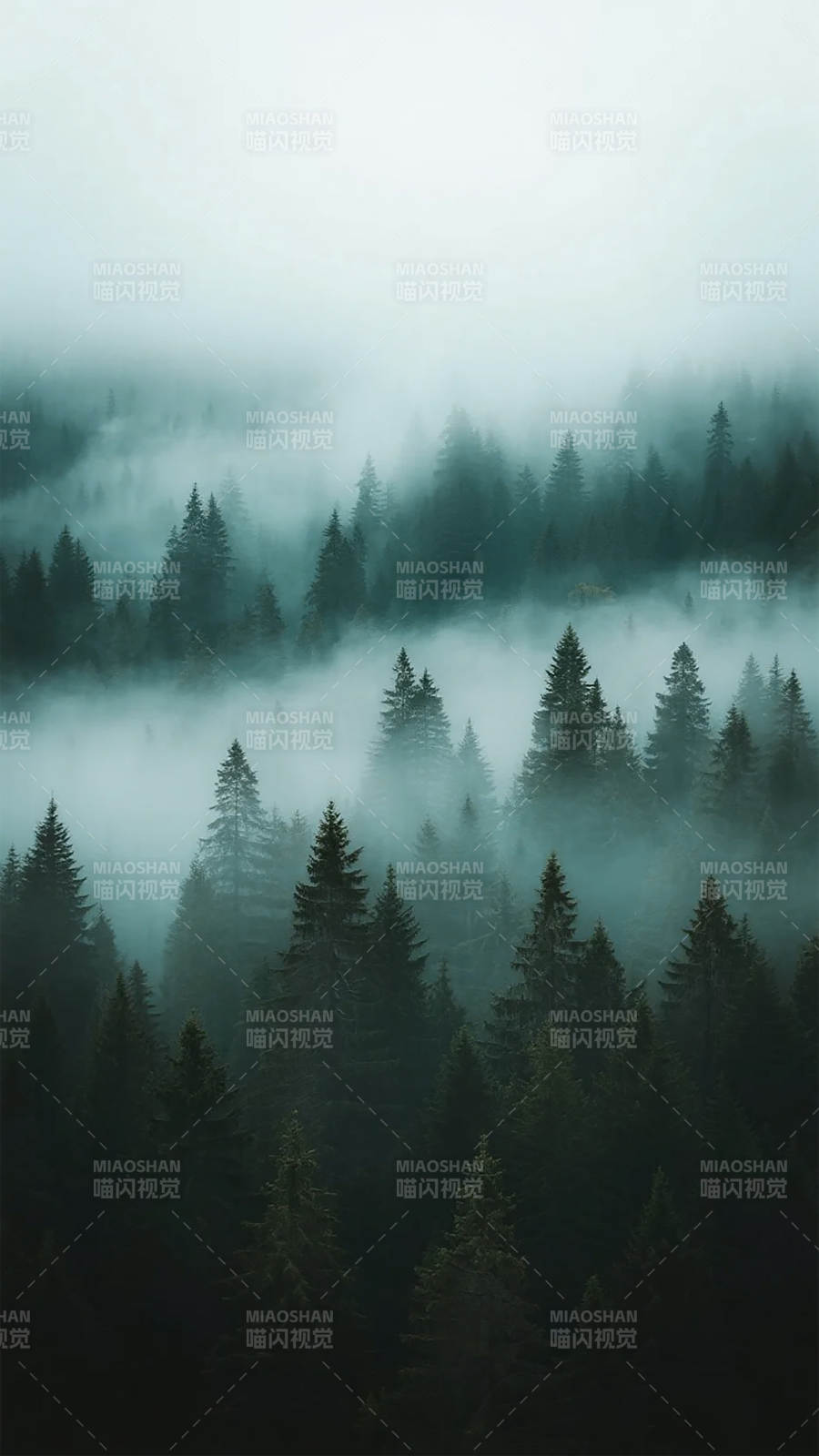 雾锁松林图片