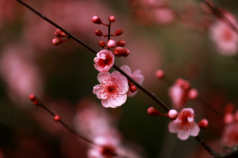 梅花绽放枝头图片